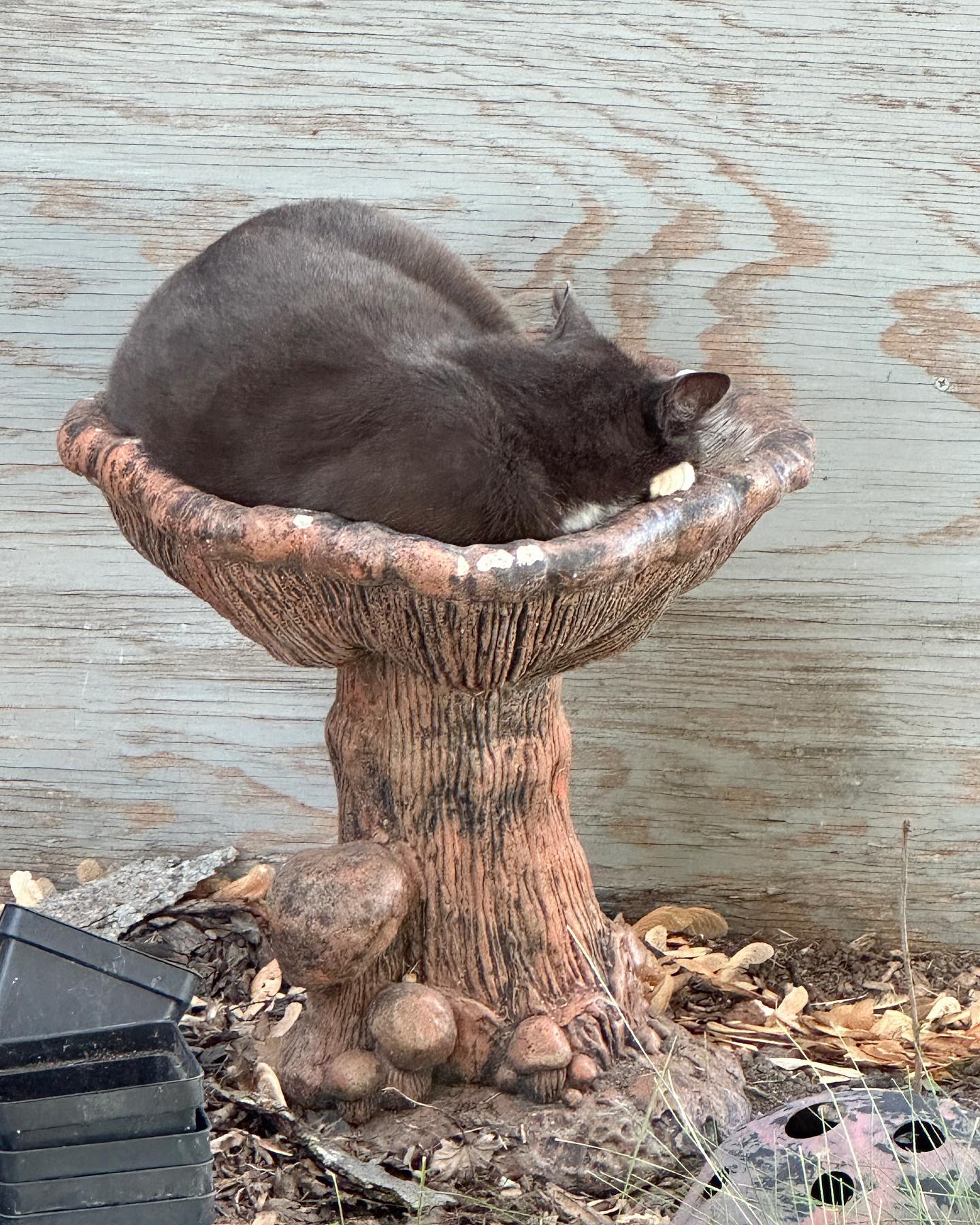 Please remember we also raise cats and roses on our beef farm ❤️ Nellie quite literally frowned when we suggested putting water in the bird bath…how could we argue?? (The robins played in the sprinkler, fear not!)
#mrdarcyscats #catsofinstagram #localfarmers #rose