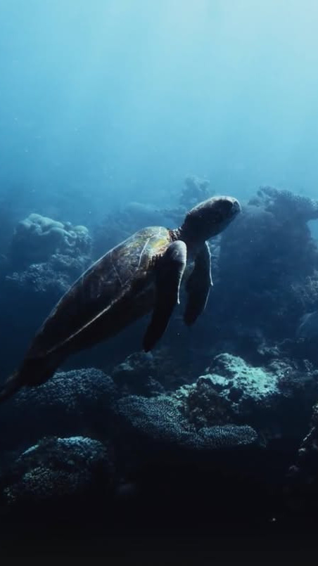 🔹 Offizieller Händler: Jenni Uhren AG
Besuche uns auf 👉 www.jenni-uhren.ch
For decades, we have drawn alongside agents of change — conserving and protecting the world's water sources and endangered marine species.
#Oris #Aquis #GreatBarrierReef