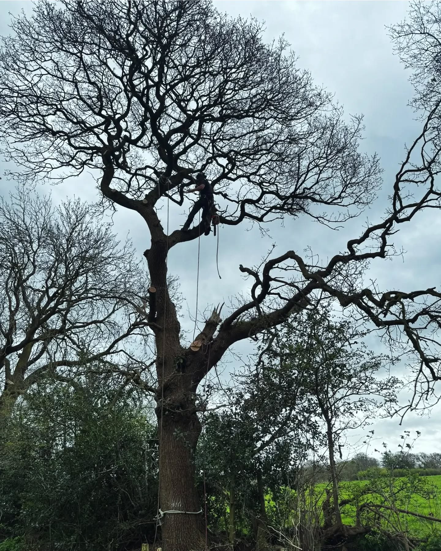 Oak removal today for @rich_tree_works. Managed to have a go with a 36in bar on the 500i and she rips!
#stihl #treesurgeon #arborist #tree