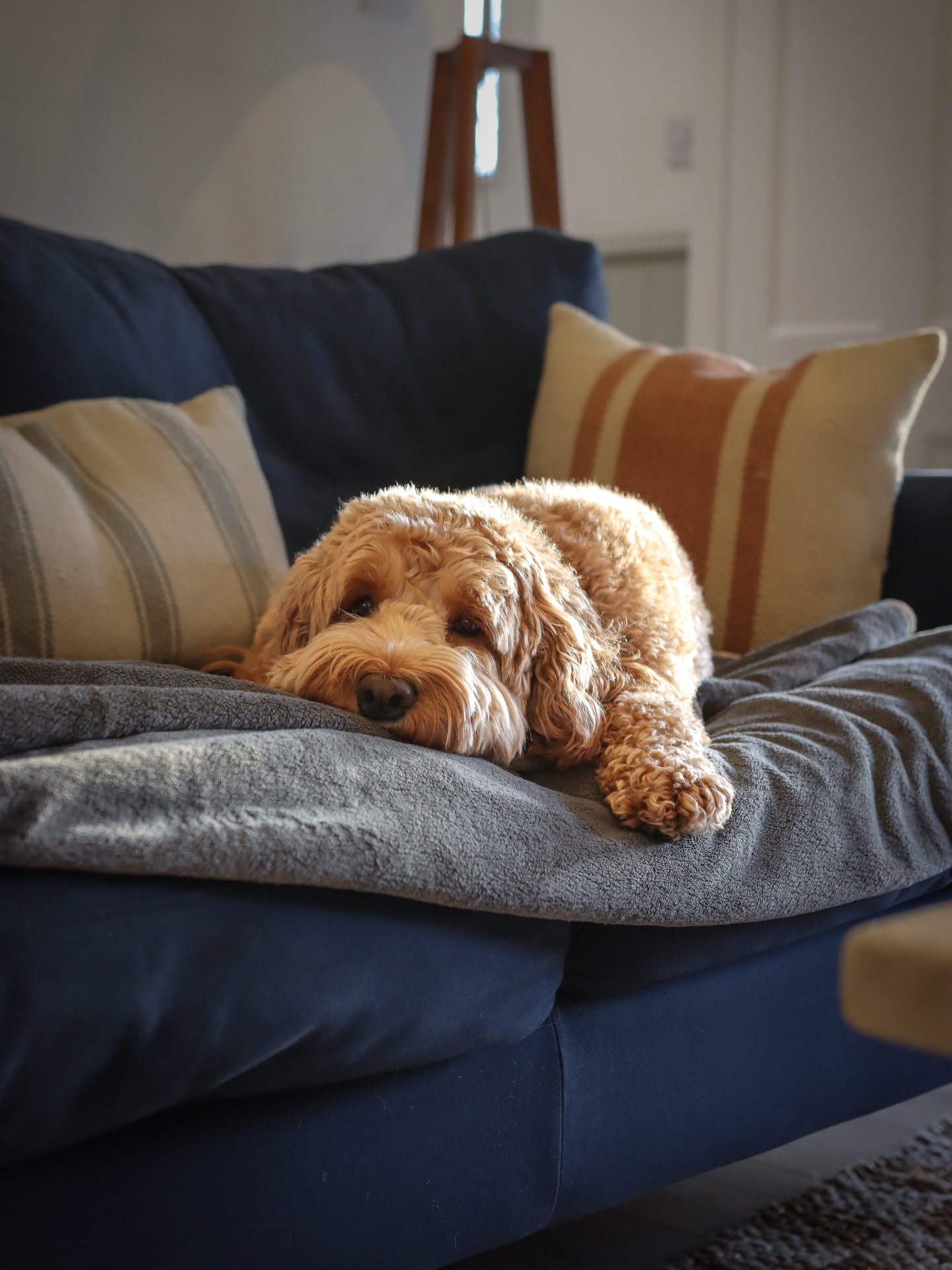 Crumble said she’s not revealing the location yet… only that the sofa passed inspection 🛋️🐾
We can’t share the details of our latest stay just yet, but we already can’t wait for you all to see it….