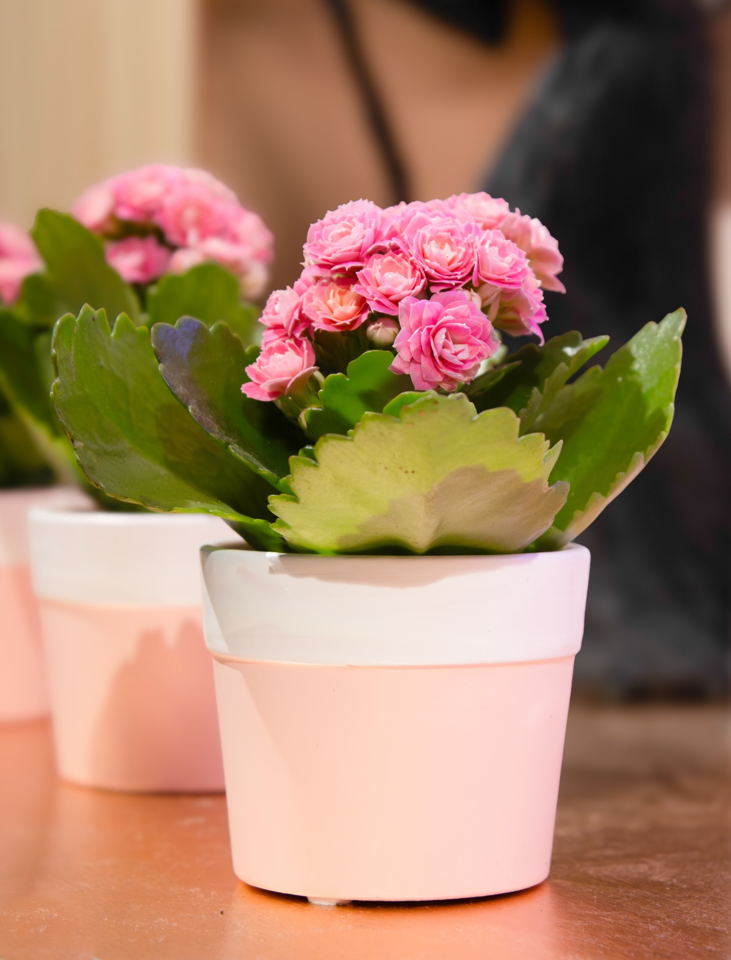 Our flower shop has products for every occasion. Are you looking for a plant to gift? We have plenty of beautiful options available today.
#smallplant #flowershop #springflower #springdecor