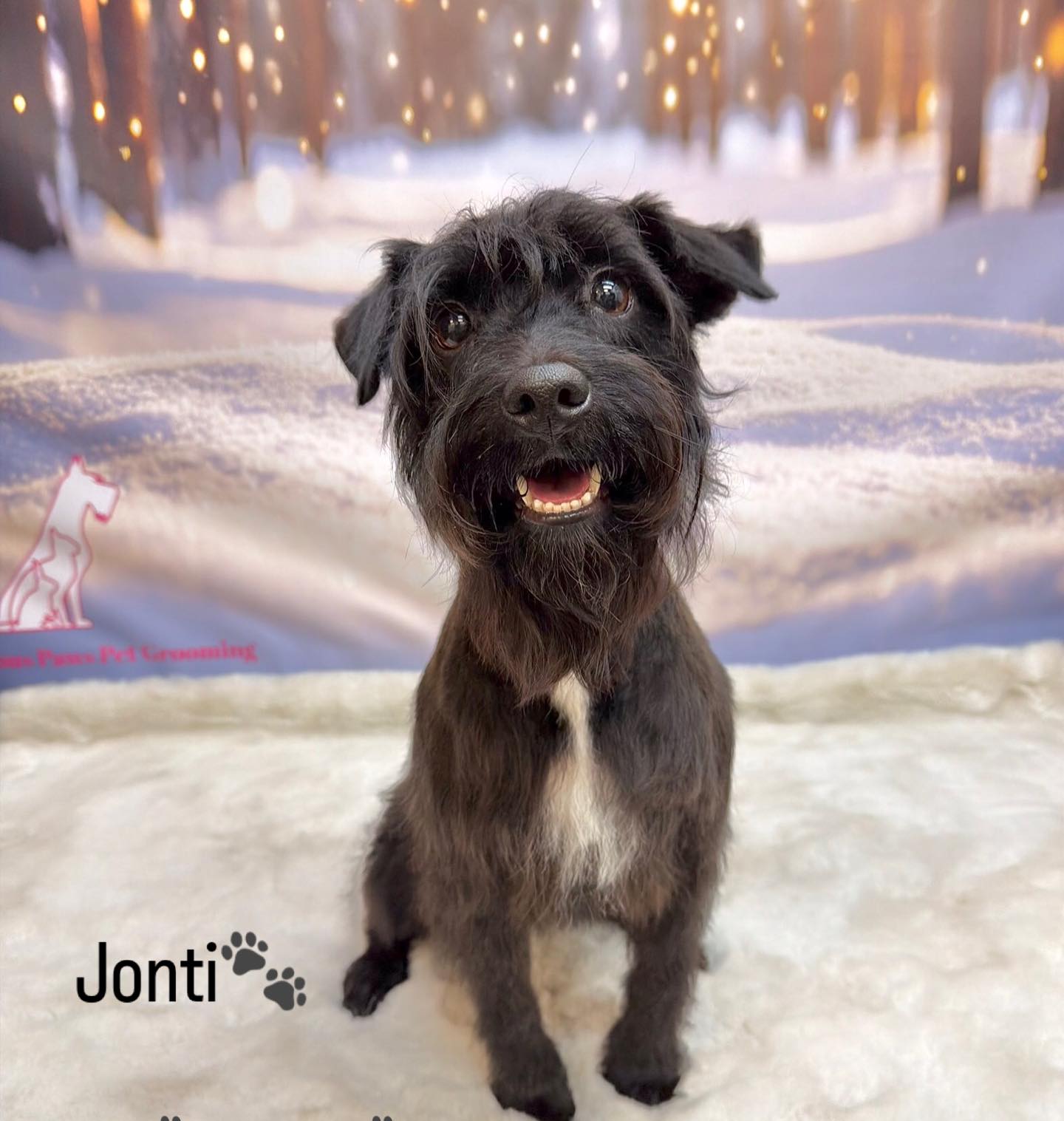 07/02/26 Jonti's fresh new haircut is on point🐶🥰🐾
#cute #doggroom #love #foryou