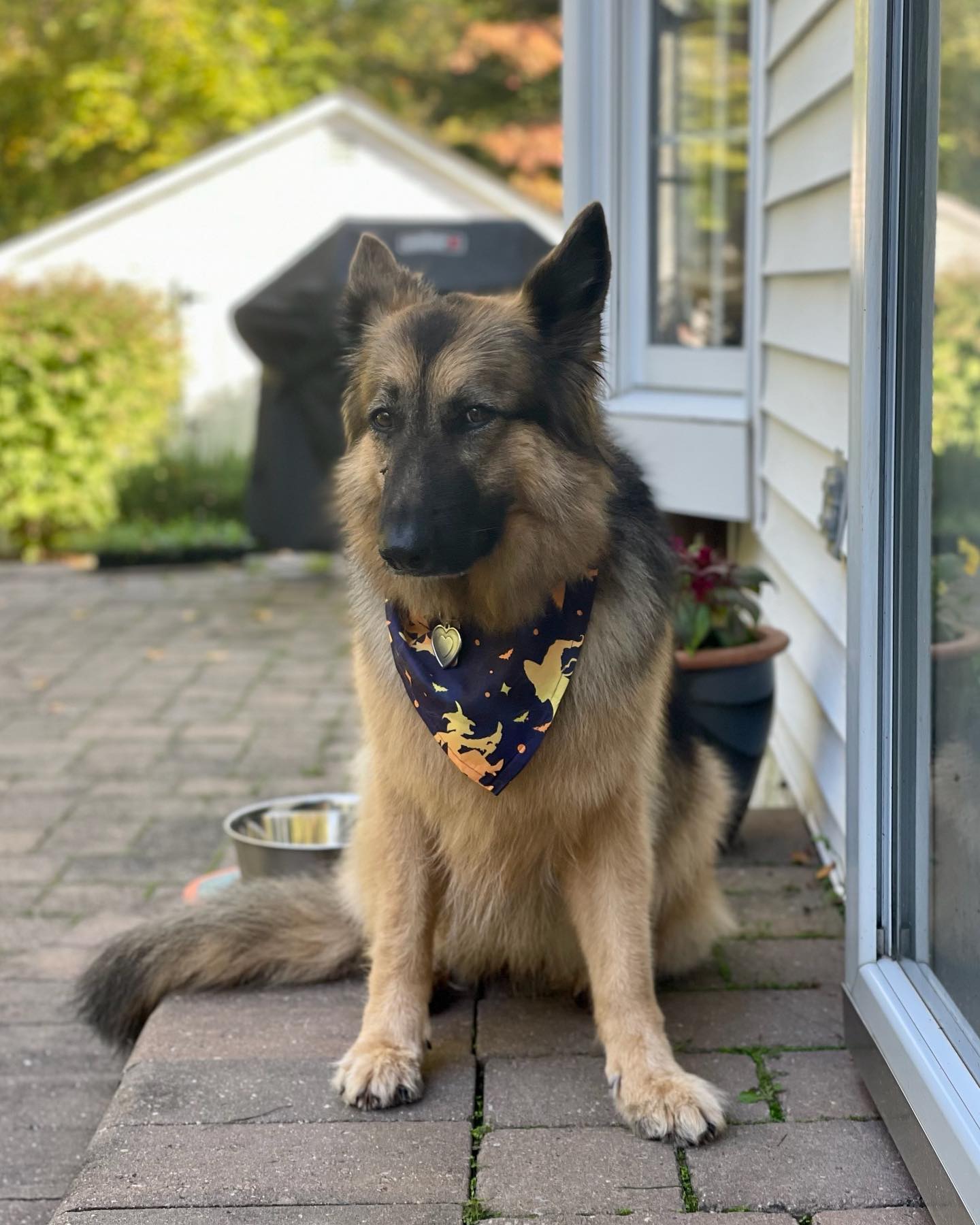 🐾Fluffy🐾 very sweet german shepherd and retired service dog, so much fluff🥲