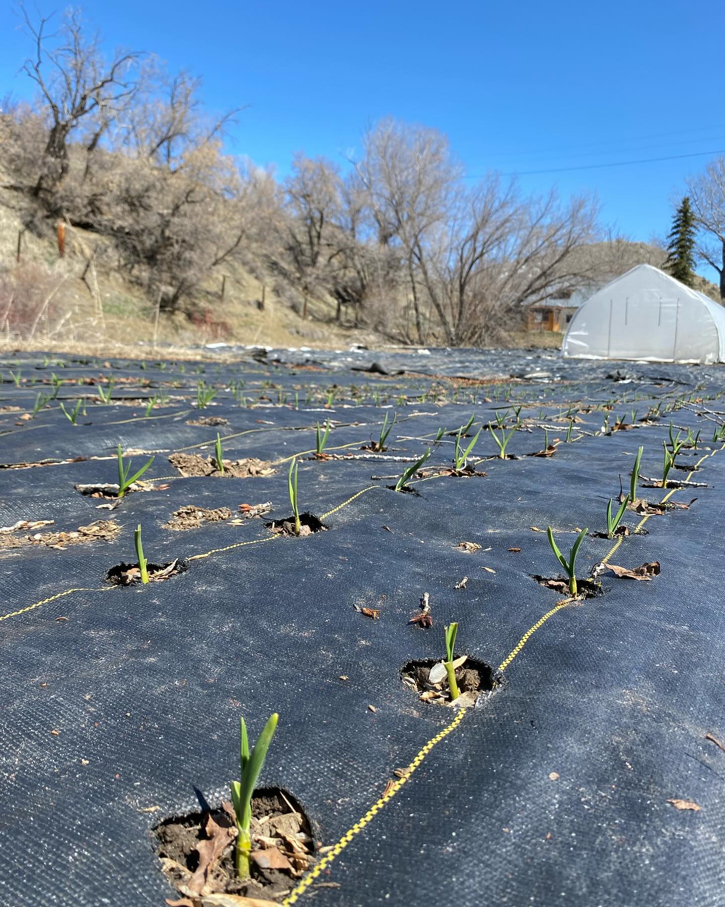 Spring things!
Ripping’ and roarin’ into our fifth season.
The garlic is up, our new flail mower is already proven invaluable, tomatoes are growing, snow’s melting, bikes are coming out of hibernation. I love it. This is the time of year to quit thinking and start doing.