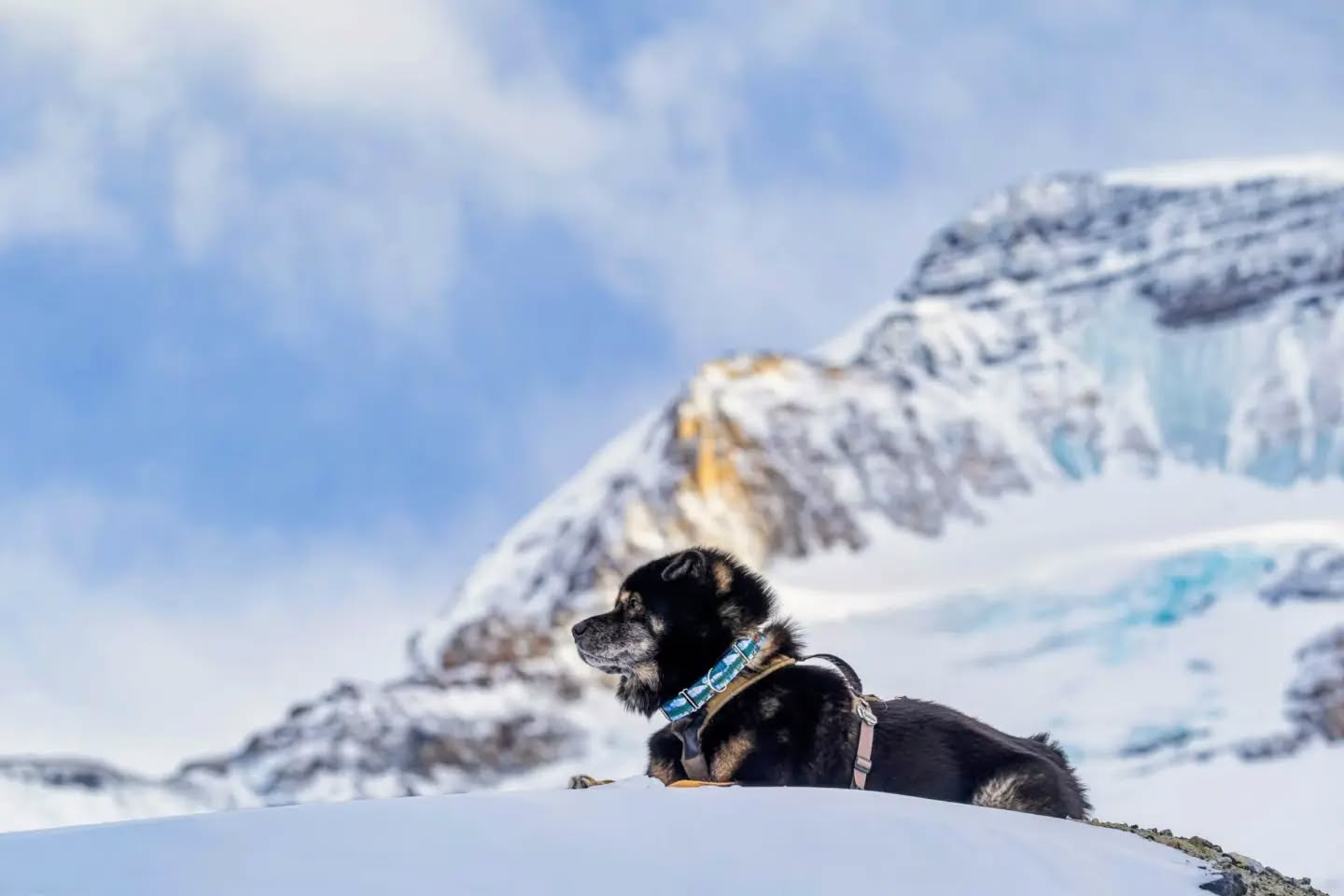 Do you like to take breaks when you go hiking? Normally on an adventure I'm constantly in motion...I need to sniff and zoom and pull and hunt and burn my excess energy. When the humans stop for a break I am quite vocal in my disappointment!
Sometimes pawrents will ask me to "down" for a photo op but otherwise it's very uncommon that I will lie down without prompting and just...exist peacefully while taking in the views. But I made it clear that I wished to climb this particular moraine, and then I lay down contentedly at the top, so of course mom had to photograph me to capture this rare voluntary moment of chill. ðĐĩ I may not be serving a pose but I think I still look very majestic up here! Happy #WontLookWednesday!
Wearing the Denali collar from @risingriverllc - Code KAIJU10