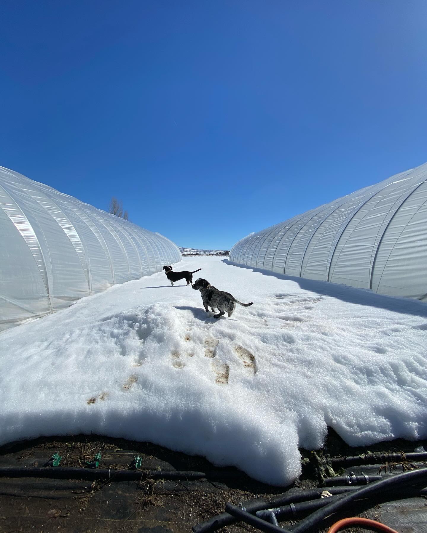 Well hot dang there isn’t gonna any snow left in a few short days if these warm days keep up 👀 You can really tell it’s getting close when the sandbags out in the field start to poke through…
Today we harvested some awesome spinach and arugula from these beds that have been producing since December. They’re starting to get pretty tired, but we’re hoping to squeeze another week or two out of them before we start to make way for summer crops in the high tunnels. Find these greens in the @rosewestag CSA this week and at the @agalliance 🥬
Thanks to everyone for helping fill our CSA this winter and spring, still some spots left! Go get ‘em