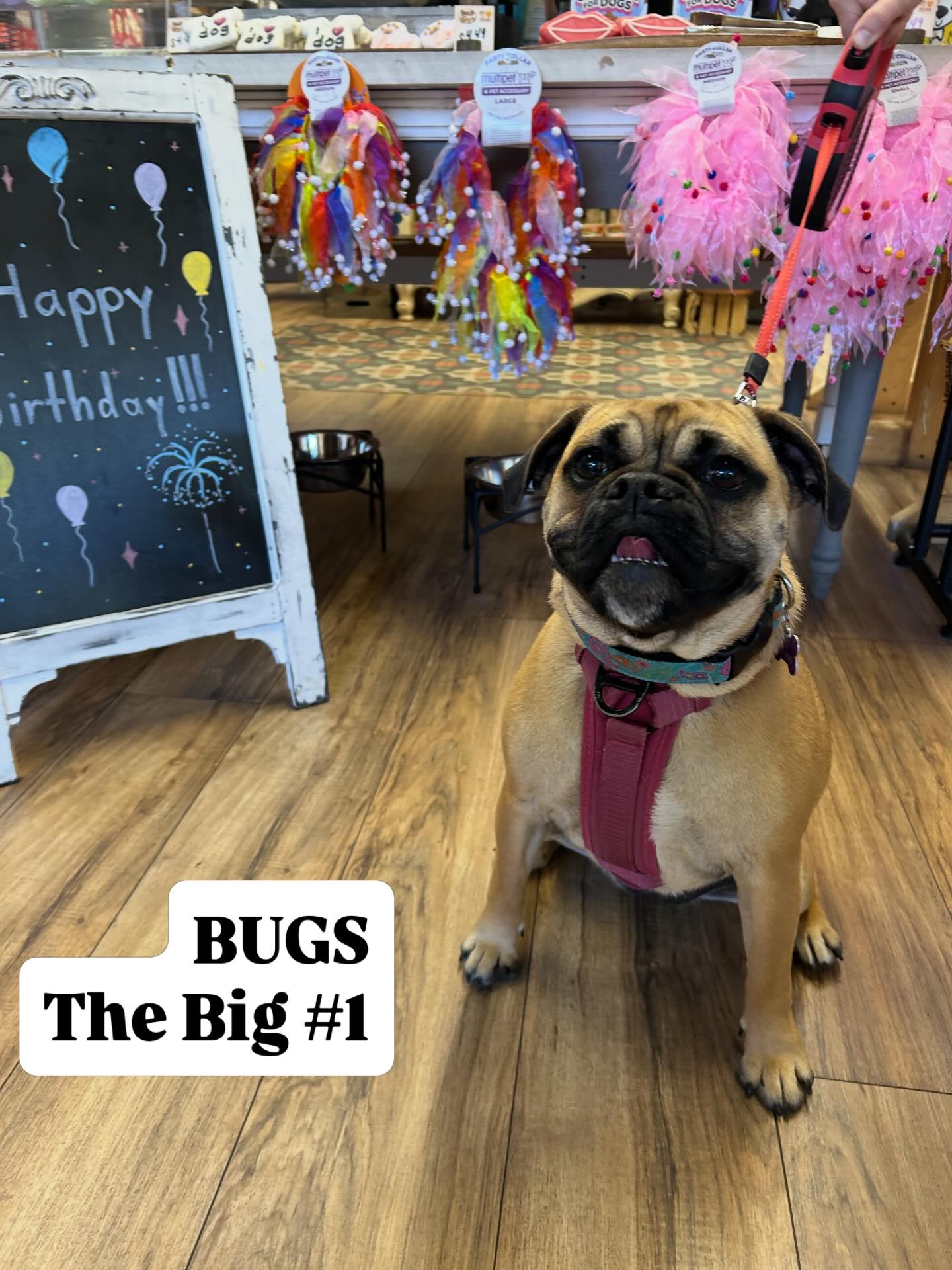 HOOZAGOODGIRL?!? Itโs Bugs! Celebrating the Big #1 here @pawsarottispetshop with @boscoandroxys cookies and a @naturalfarmpet stuffed bone. ๐๐พ Happy Birthday Bugs we love your smile.
#pawspups #wooflocal #socobirthdaybar #dogsofinstagram