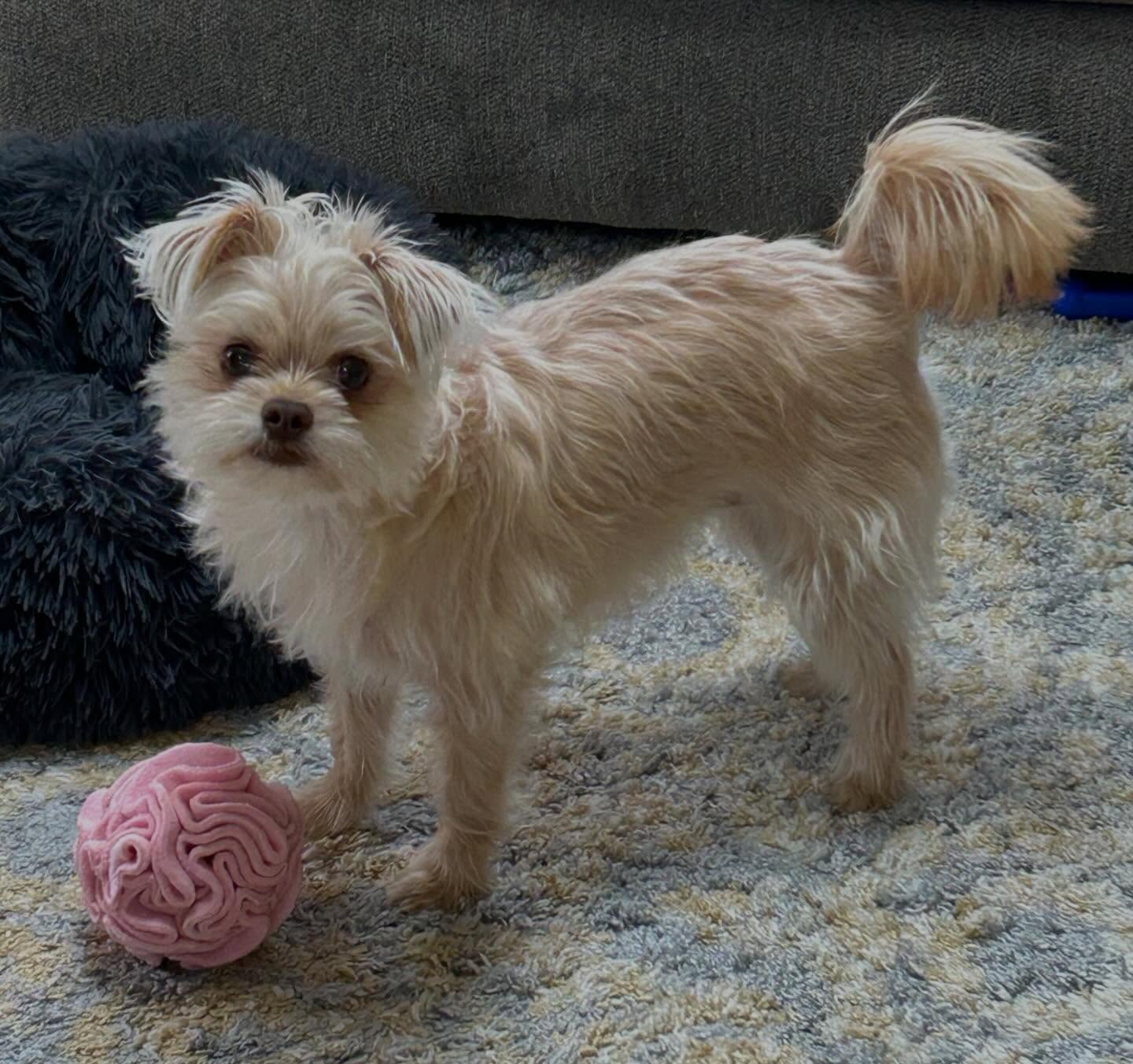 Chloe is here to wish you all a most #happyfriday and reminds you to have a ball this weekend! ๐พ๐พ