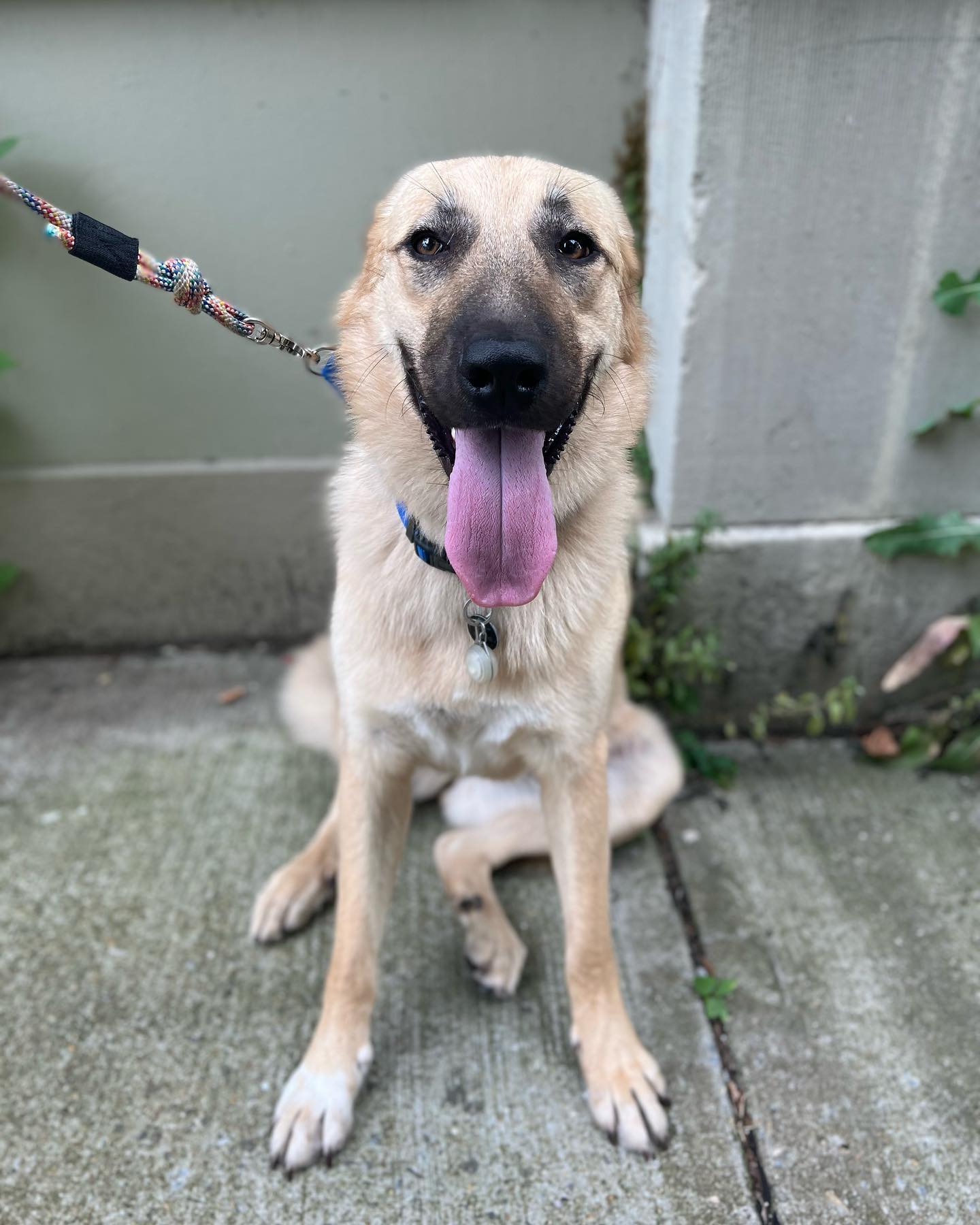 Say Hello To Greta! She’s a happy go lucky girl that loves long walks, giving paw and making new friends. ❤️🐕#houndboundfamily #houndbound #houndboundnyc #dogs #doglover #dogwalking #dogwalker #dogwalkernyc #dogsitter #dogsitternyc #dogsofinstagram #dogmom #pets #petlovers #petsitter #petsitting #nycpetsitter #nycpets #brooklynpets #brooklynpetsitting #bklyn #brooklyn #crownheightsbrooklyn #parkslopebrooklyn #prospectleffertsgardens #prospectparkbrooklyn