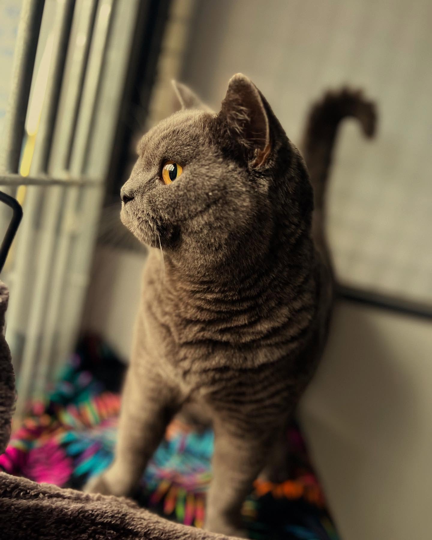 It was a Christmas full of #britishshorthaircats π
#christmascats #christmastime #catsatchristmas #lucurycattery