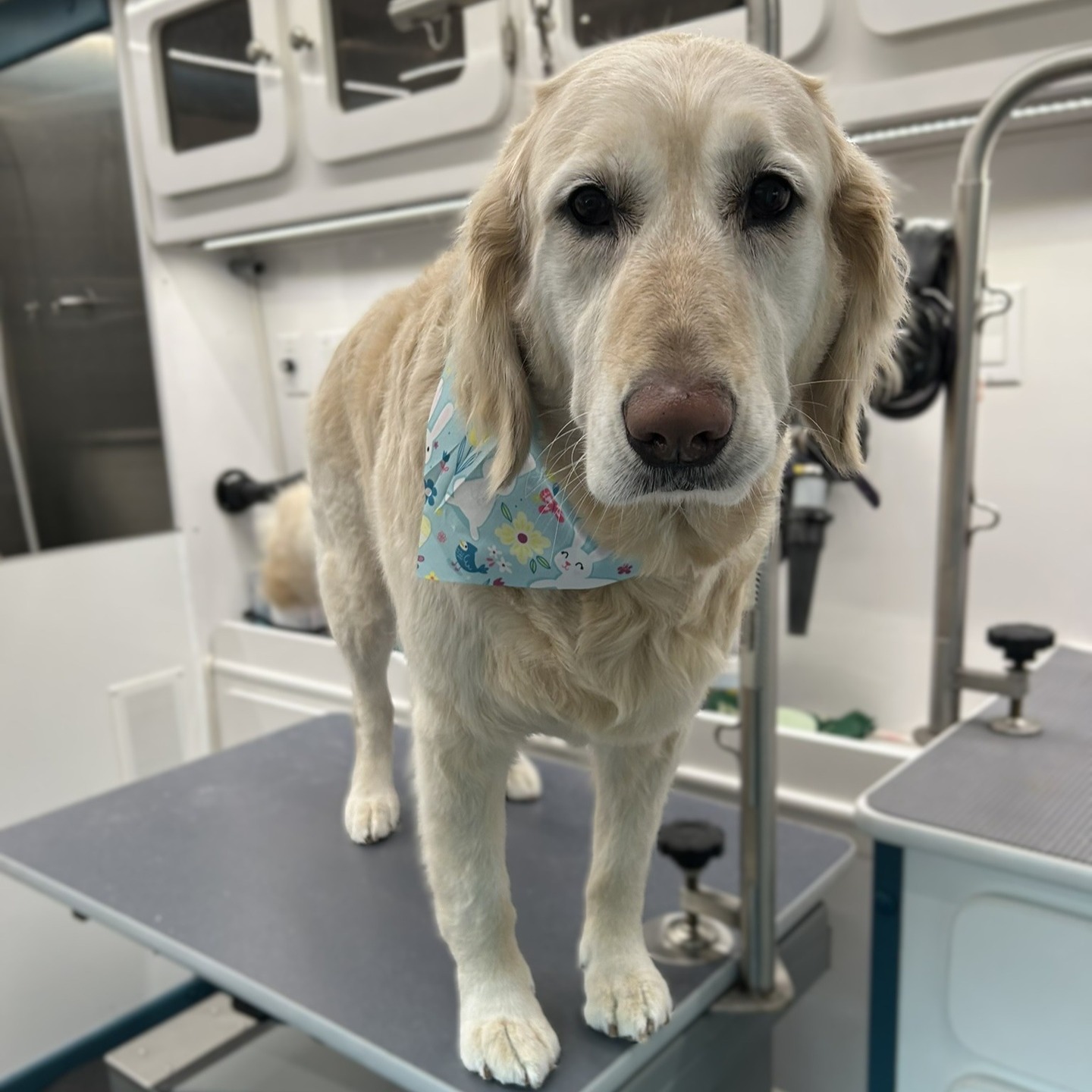 My girl Daisy got another mobile spa treatment, and I just adore this golden—she’s truly one of my favorites! 💕
She came in needing a good deshed and a little trim-up for spring, and now she’s fresh, clean, and ready for the warmer weather ahead! 🌼
#creamretriever #englishcreamretriever #creamgolden #goldenretriever #goldensofinstagram #retrieversofinstagram #doggrooming #doggroomer #mobilegrooming #mobilegroomer #deshed #springgroom #freshandclean #dogsofinstagram #instadog #doglife #fluffydog #groomedwithlove #pamperedpup #smallbusiness #womanownedbusiness #supportsmallbusiness #pittsburghdogs #pennsylvaniadogs