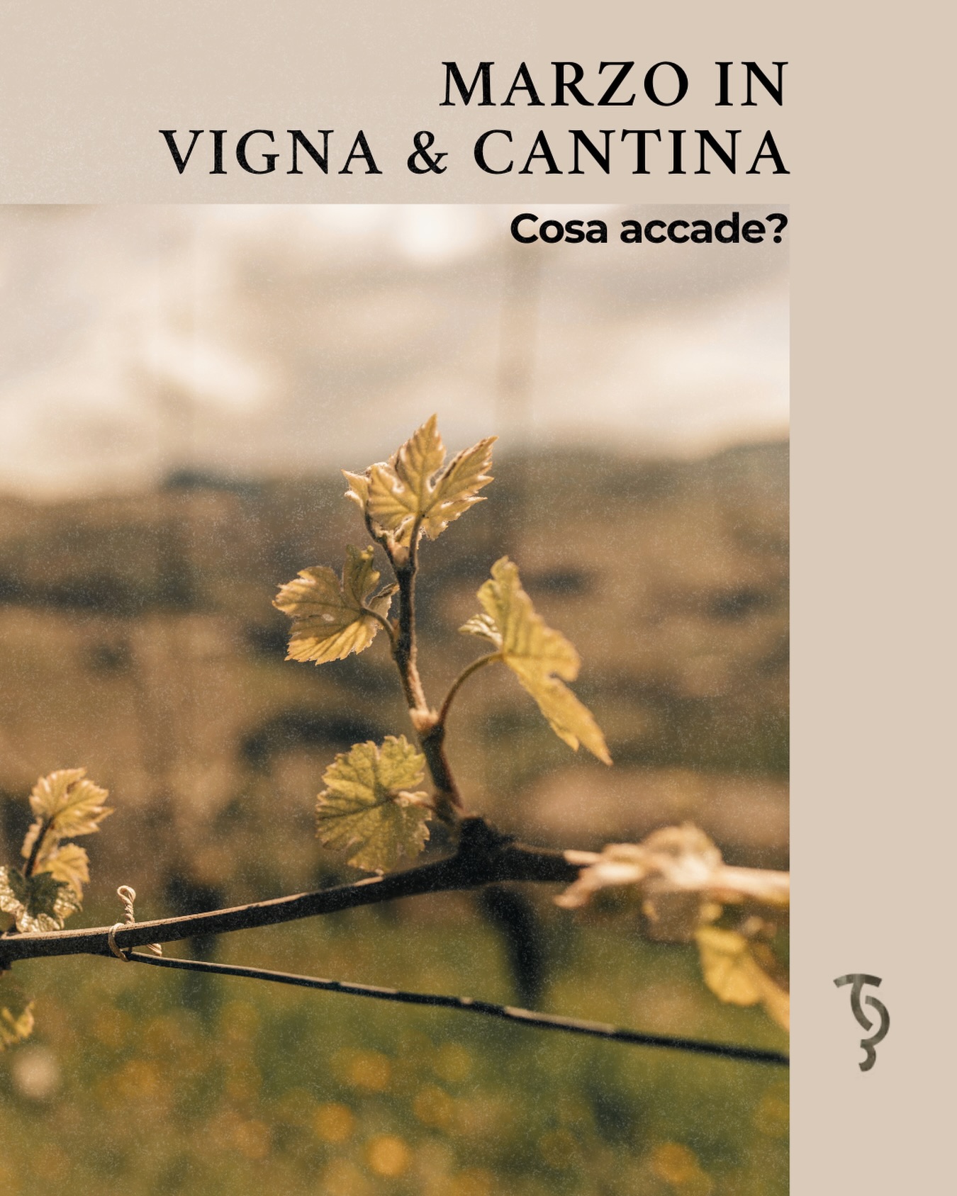 🍷Marzo in Vigna & in Cantina
Cosa accade ora?
In Vigna🌱
In questo momento, c’è la delicatezza: la terra non viene forzata, la vite non viene comandata ma guidata come un ospite d’onore.
In Cantina🍷
A parlare è il silenzio: il vino riposa, il tempo lavora e ogni bottiglia diventa memoria. Qui la pazienza è il vero lusso.
📍Via Nino Tesoriere 7 | Castellammare del Golfo
📞327 9523280
#sicilia#vinosiciliano#terresiciliane#vinobiologico