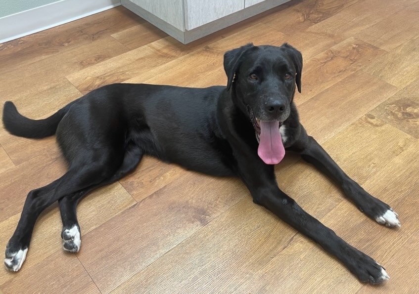 Pup of the Day: Leda 4 years old
Want a travel-sized companion with a heart of gold, look no further than this petite beauty! At 4 years old, she has moved past the chaotic puppy stage, settling into a calm, mature personality that makes her the ultimate sweet-as-pie partner for any home 🖤
Leda carries the classic, silky black coat of a Labrador, but in a compact, dainty package that is as easy to handle as she is to love. She also wears little white socks 🥹
She is the kind of dog who prefers a gentle stroll over a marathon 🐕🦺 followed by a long, quiet snuggle session over a rowdy game of fetch.
Whether you need a steady office assistant, a couch-cuddle expert, or a reliable walking buddy, she is ready to be your constant, devoted shadow!
Missing a gentle, loyal presence who knows exactly how to make you smile? 😊 Love a road trip? 🚙 We got you covered with Leda! This sweet girl is ready to be your forever friend
If you are already an approved adopter and want to meet or adopt Leda, please contact your adoption coordinator. Or you can fill out an application at mhlrm.com