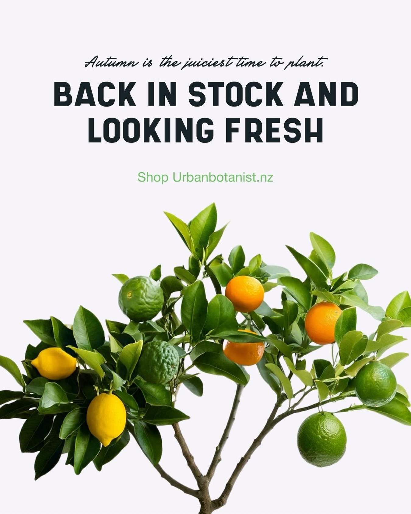 Citrus Fruit Salad Trees are back in stock ! It’s the perfect time to plant - Warm soil in the garden , the heat is manageable for to avoid transplant shock. Very limited numbers.