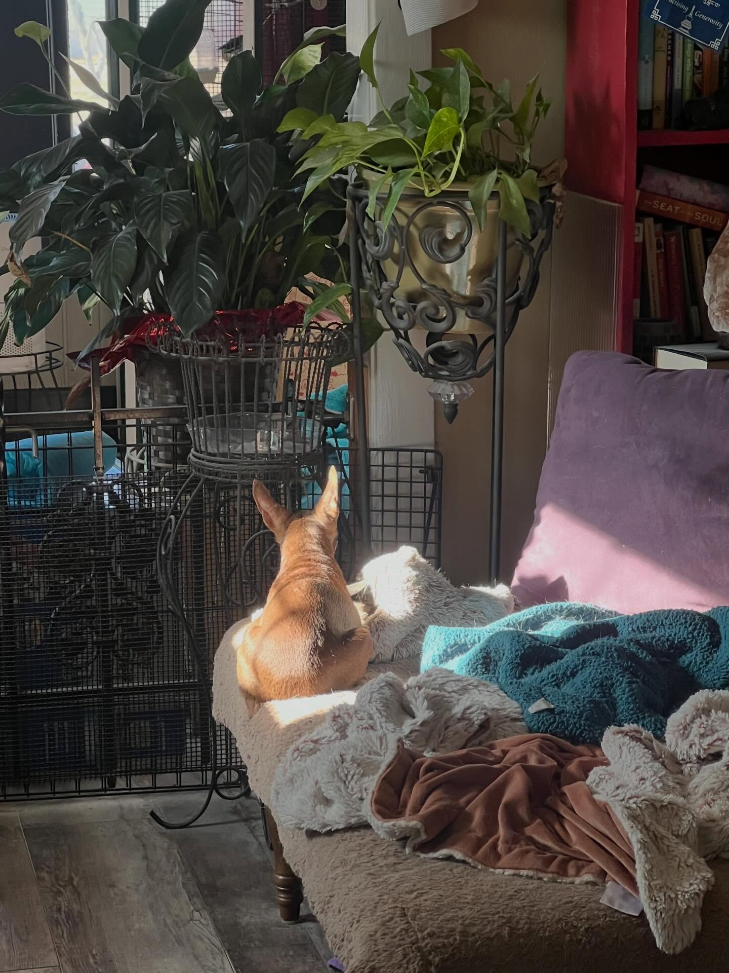 Jupiter 🌞worshipper ❤️ #seniordog #seniordogrescue #rescuedog #seniordogsanctuary #grateful