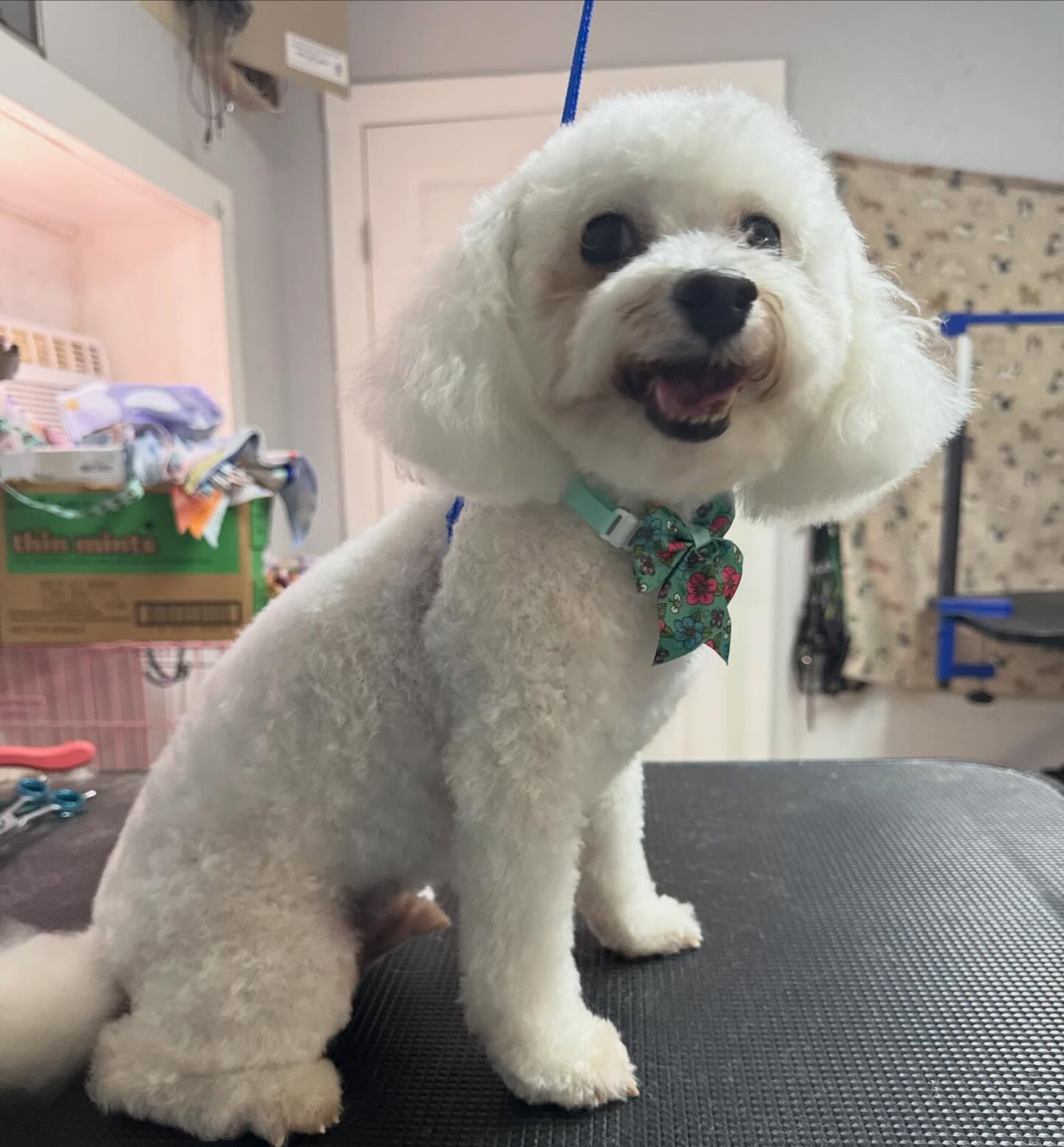 Have a great weekend everyone from some of our fur friends and us at Puppy Power!! Www.puppypowerunleashed.com
(call us at 210-320-2293 to book your next week’s appointment. :-)