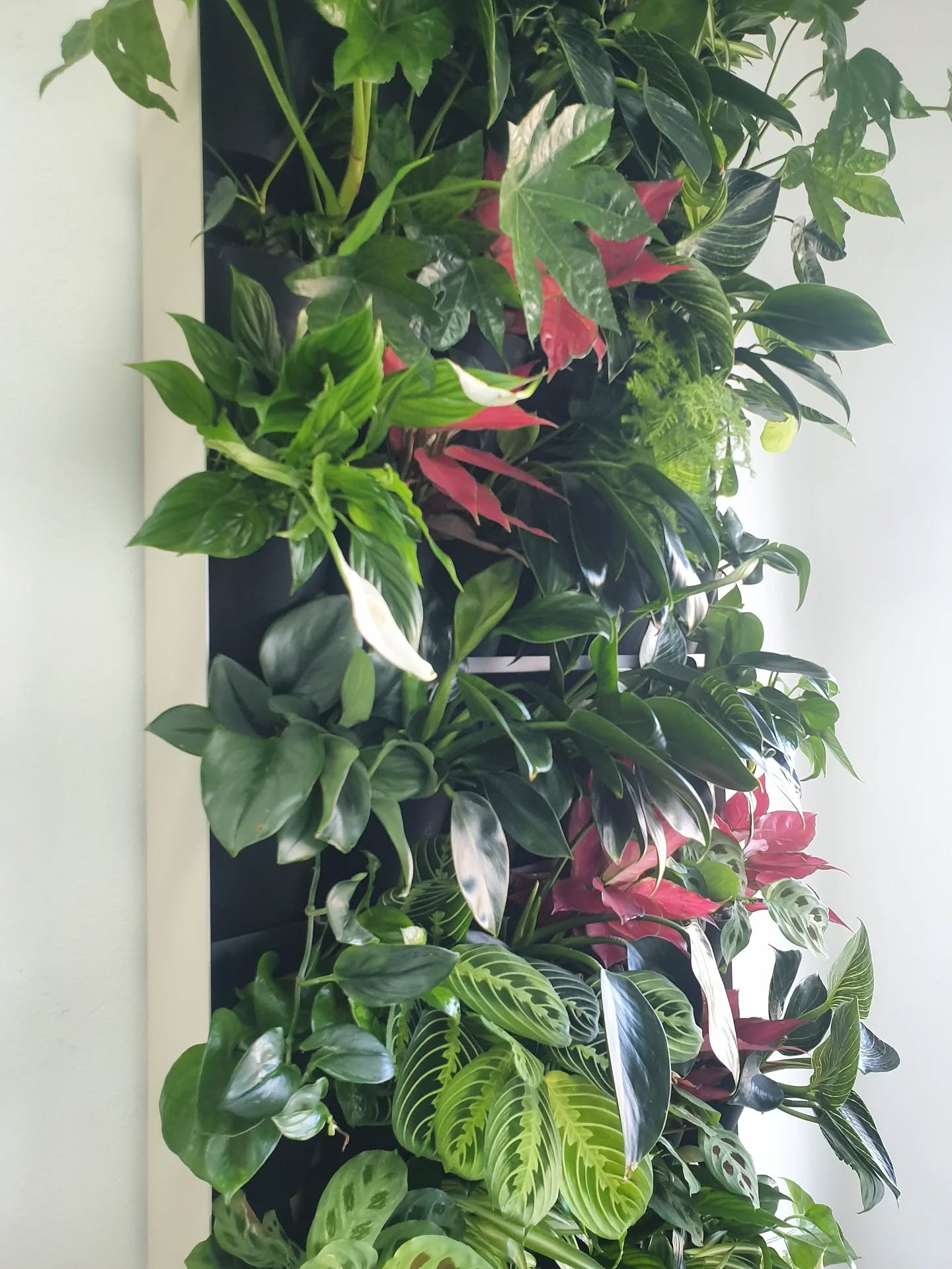 Zelená stena v štádiu prípravy. Uvidíte ako zapasuje do jedného veľmi originálneho priestoru 🍀.
#ziveobrazy #zelenesteny #eo
#livingart #urbanjungle