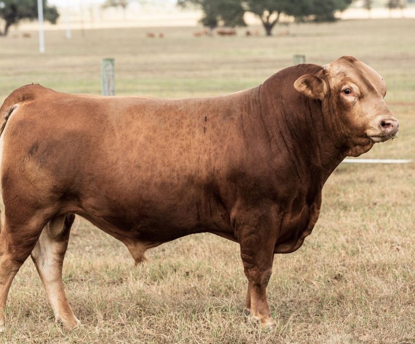 Akaushi babies on the way! Balancer heifers crossed with “Yellowstone”.
Yellowstone is a Polled Purebred with high marks across the board for calving ease, growth and carcass quality.
#akaushi #clintscattle #gelbvieh #beef