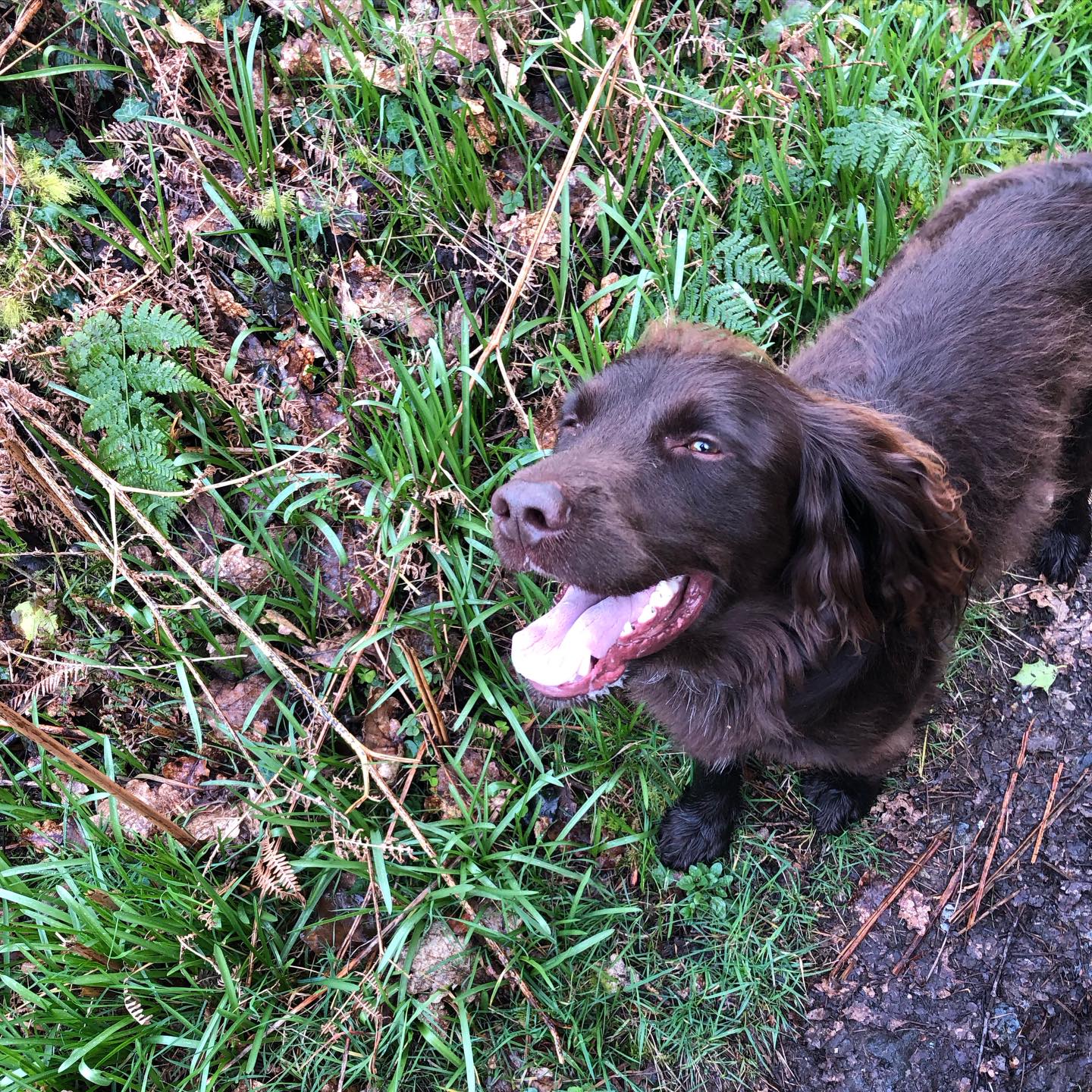 Look at that cheeky face. My little pal 🐾