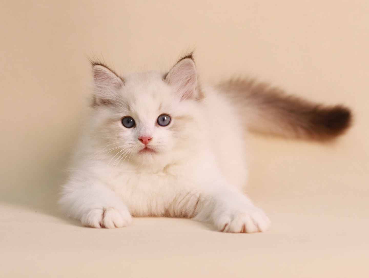 🐾讓渡中🐾
詢問小貓請「填寫表單」後私訊粉專
https://forms.gle/hTgEQX3qKyA3ToSK8
長相斯文秀氣的海山雙弟弟
相對在海豹色中顏色比較不深一點
個性活潑外向愛玩
很愛跟人玩躲貓貓🤣
弟弟正在尋找愛他的把拔馬麻喔❤️
花色:海豹山貓雙色
性別:弟弟
生父:糰糰
生母:沐芸
生日:115.01.05
✔️TICA綠單
✔️氣麻絕育手術
✔️兩劑無佐劑三合一疫苗
✔️驅蟲
✔️基本健康檢查
✔️晶片
✔️完整社會化教育
✔️定型化契約
✔️貓父母五十項遺傳疾病基因檢測
✔️一輩子的娘家照應
#布偶貓 #貓
#ragdoll #ragdollcat
#ラグドール猫
特寵業繁字第B1120005號