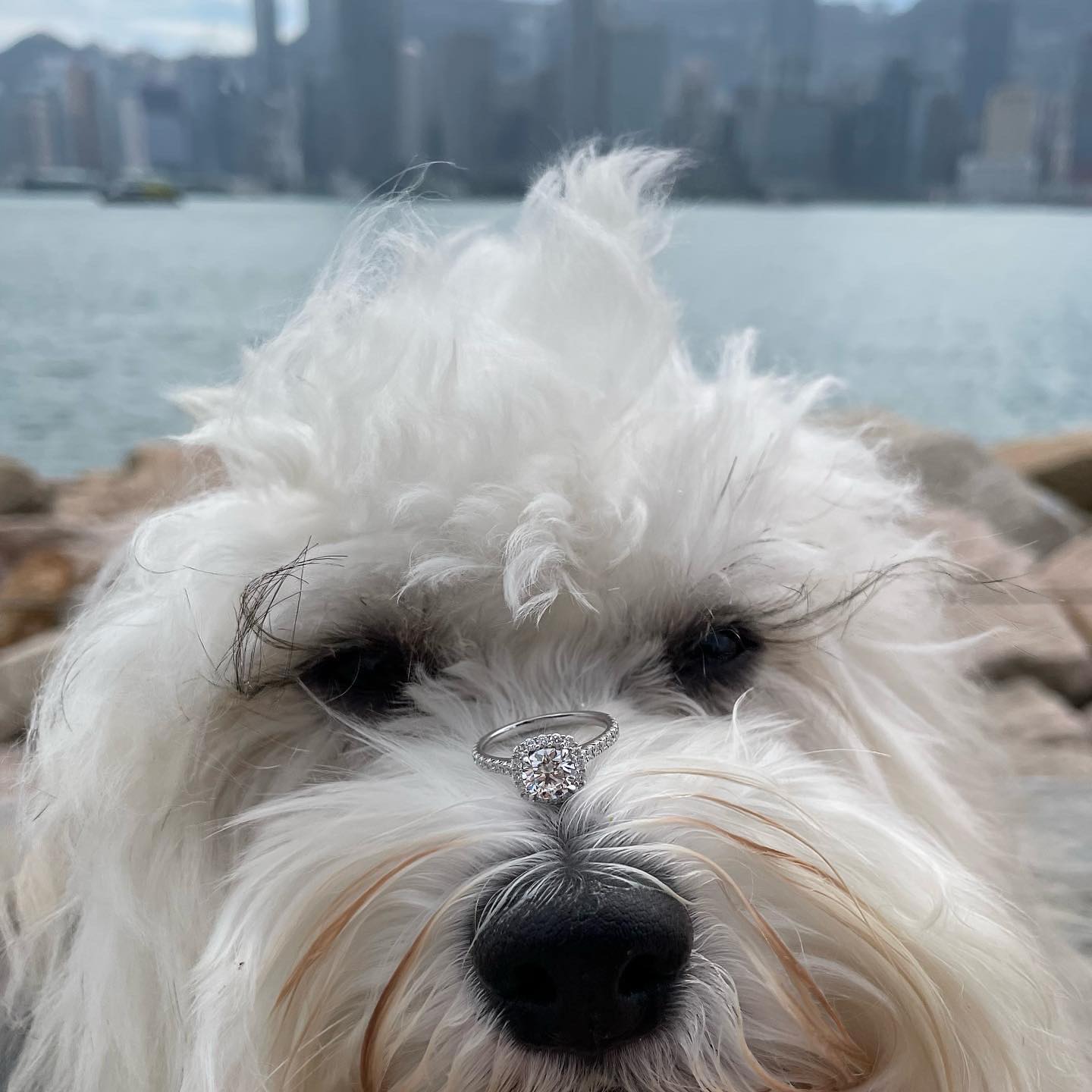 Introducing the Skylarc Diamonds mascot…Odie!
Odie is wearing our signature Skylarc Halo setting set around an exquisite 1 carat diamond
#engagementring #engagementringhk #diamonds #diamondshk #naturaldiamonds #labgrowndiamonds #labgrowndiamondshk #weddingring #proposal #halosetting #dogproposal #skylarcdiamonds