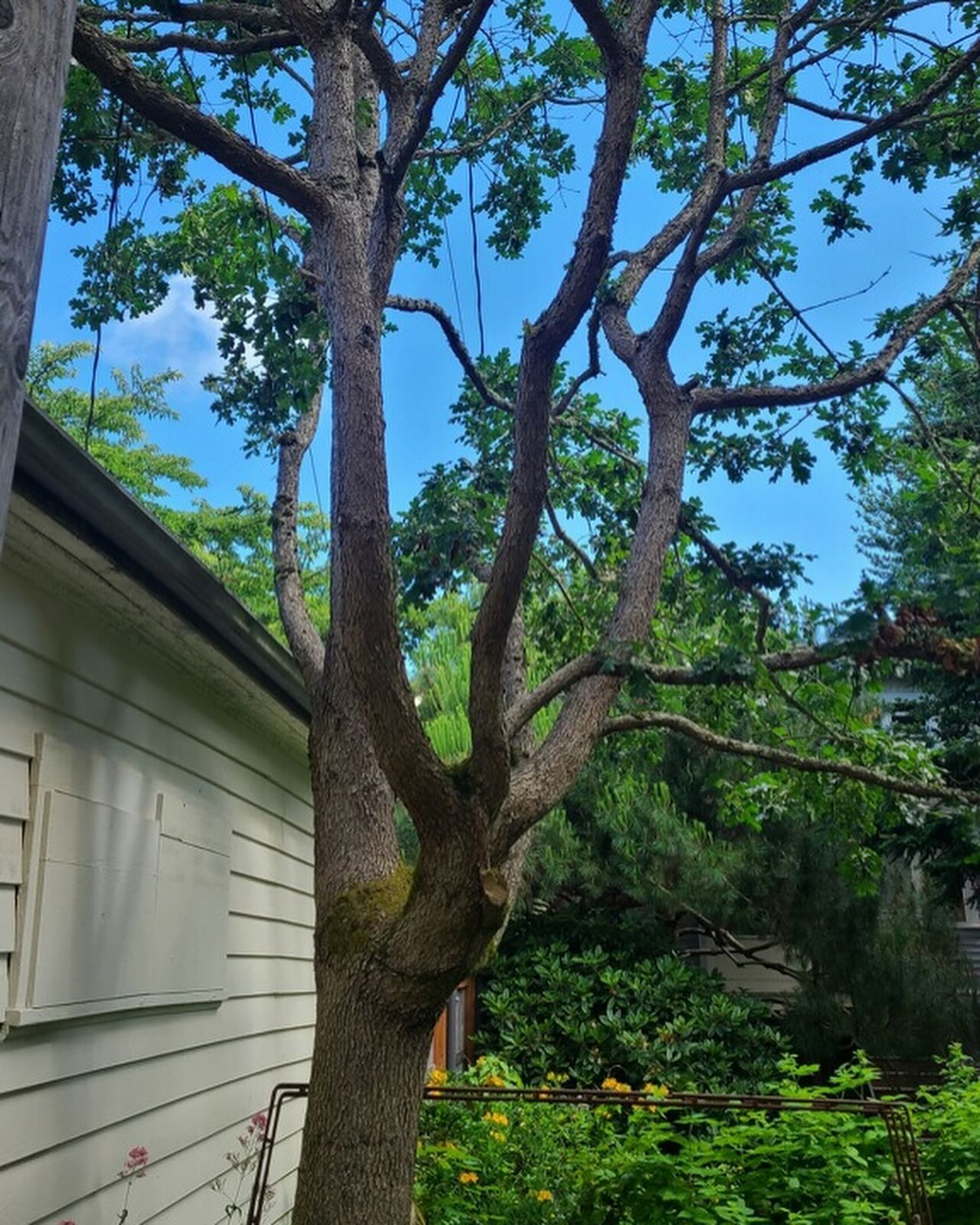 TREE CANOPY CRISIS: A branch of a Garry oak, Quercus garryana, peeks around a utility pole in Tacoma. Studies show the genus Quercas hosts more insect life than any other genus in the northern hemisphere. A variety of native and climate adapted trees contributes to a healthy biodiversity. Tacoma needs a fully funded Urban Forestry Dept. to create and implement a reforestation plan that maximizes the benefits of every tree. Sign the petition linked in our bio!