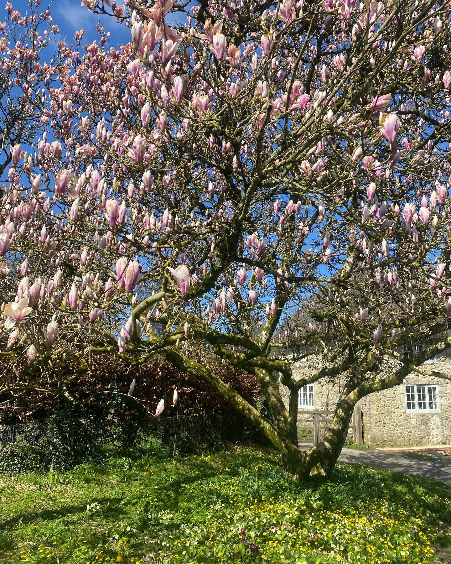 My favourite tree at the moment is this superb magnolia, underplanted with primroses and other springtime treats. I go out of my way to pass by at this time of year! 🌷