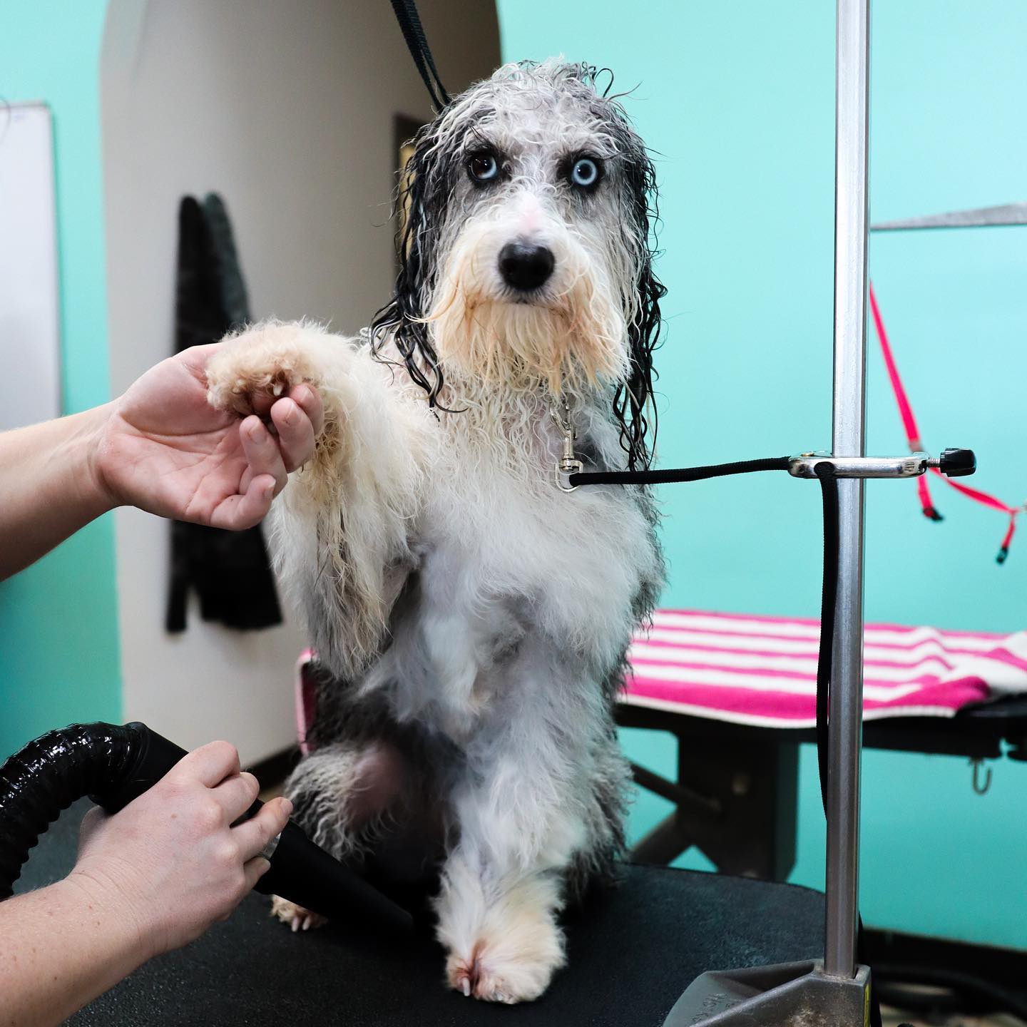 Step 2. Blow Dry