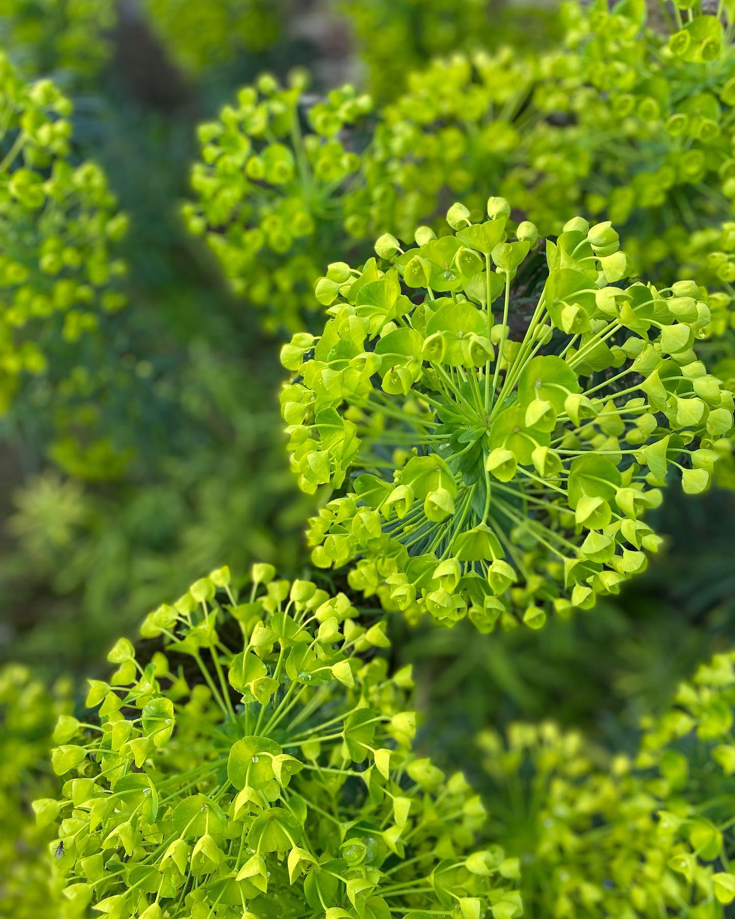 The ZINGIEST greens and brightest oranges ~ don’t be afraid of ‘clashing’ colours and vibrant tones, by choosing the right plants everything can blend beautifully and give endless interest. Need some help figuring out which plants for where? Head over to my website (link in bio) for more information and contact details.
🌿 Euphorbia characias subsp. wulfenii 🍊 Fritillaria imperialis
