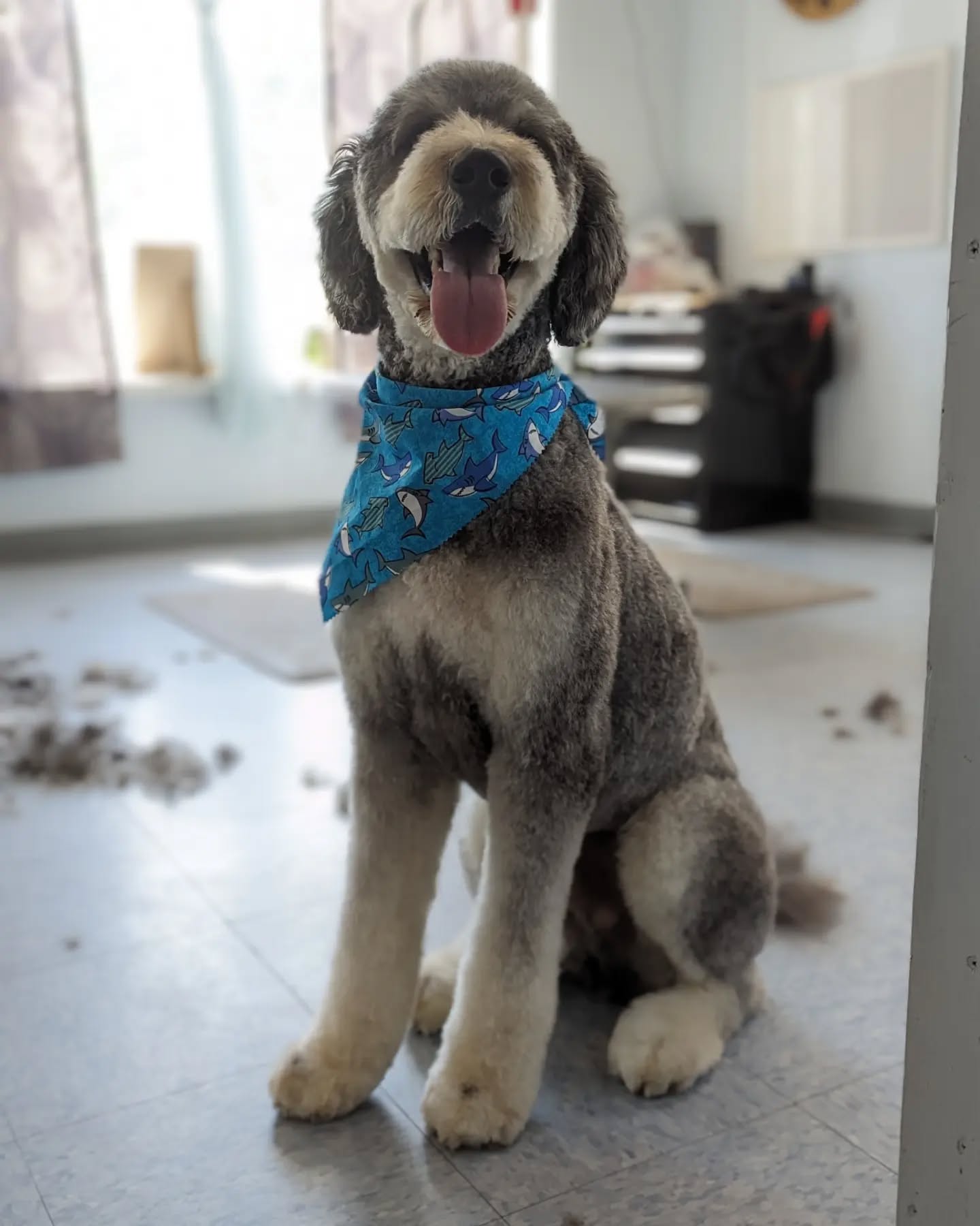 Fact check Friday โ๏ธ
The earliest sharks date back to around 450 million years ago, meaning they were around millions of years before dinosaurs walked the Earth.
Ft. Porter ๐
#saltydogs #saltydogpetspa #groomingbylexi #downtownmenomoneefalls #menomoneefallsgrooming #mkegrooms #doodlesofinstagram #porterthedoodle #groomingsalon #doggroomer