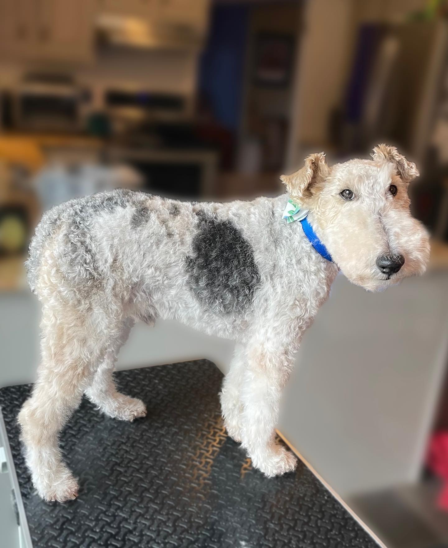 🐾Ollie🐾 adorable wirehaired fox terrier, retired show dog and loves being groomed🐩