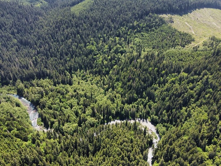 TIMBER SALE ALERT 🚨: Dungeness and Dragons 🔗 in bio
Unit 3 of the Dungeness and Dragons timber sale would clearcut 100 year old legacy forest above the Dungeness river outside Sequim.
And this is just one out of 10 legacy forest timber sales being voted on at the Dec 3rd board of natural resources meeting.
Meanwhile there is an uncompleted comment period, and environmental paperwork yet to be finalized for the sale. Rushing legacy forest timber sales just shows how little the DNR cares about the public and environmental process.
Make a comment on Dungeness and Dragons before 11pm on Tuesday, asking the DNR to remove unit 3 from the sale. Link in bio or go to tinyurl.com/2rwupdw6
Stay tuned for how to comment to the board about this and the other legacy forests sales being pushed through before the new lands commissioner takes office.
Thank you to Joshua Wright for the photos of the sale @joshuawrightfilm & universalwildlands.org
#saveoldgrowth #theolympicpeninsula #WorthMoreStanding #washingtonstate #stopoldgrowthlogging #oldgrowth #conservation #elwhariver #forestdefenseisclimatedefense #dungenessriver #climatechange #protectlegacyforests #climateaction #noclearcuts #pnwonderland