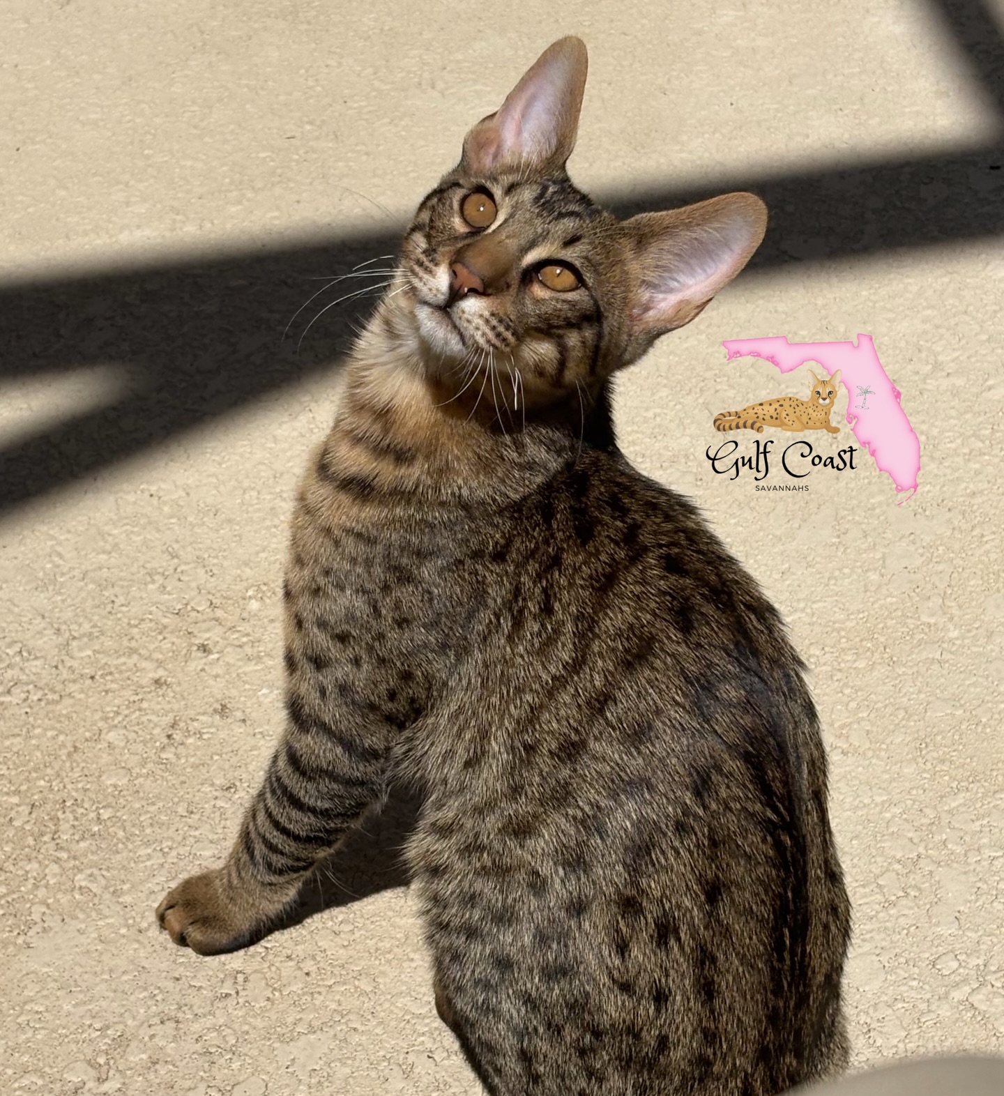 One of our past kittens “Pumpkin” showing off those beautiful golden eyes in the Florida sunshine ☀️
#floridasunshine #goldeneyes #savannahcatbreeder #savannahkitten #usa