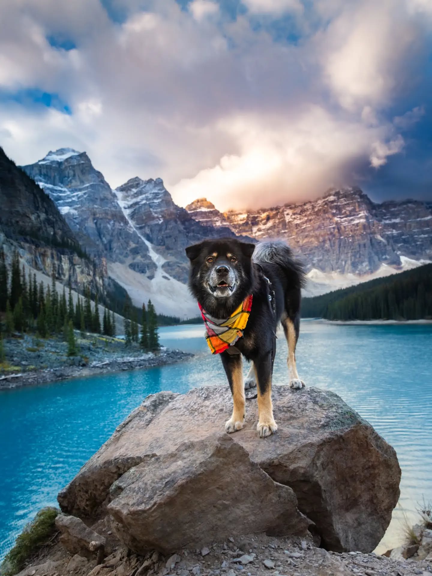 #ThrowbackThursday (but honestly mom is so far behind on posting that all my pics are kinda throwbacks π)
Have you ridden public transit before? So far I've ridden the shuttle to Moraine Lake and back 3 times. Momma is still pleasantly surprised that I've behaved myself so well on the shuttle - even the time when there were other dogs riding directly in front of me and across from me. Sometimes if it's not too busy I can lie down across 2 seats but that morning it was full and I had to balance on a single seat - I barely fit!
But the experience does give mom hope that I could someday successfully do a flight on one of the big-dog-friendly cabin flights like @barkair or @flyretrievair or @k9jets_ . If you could fly with your human anywhere, where would you want to go?