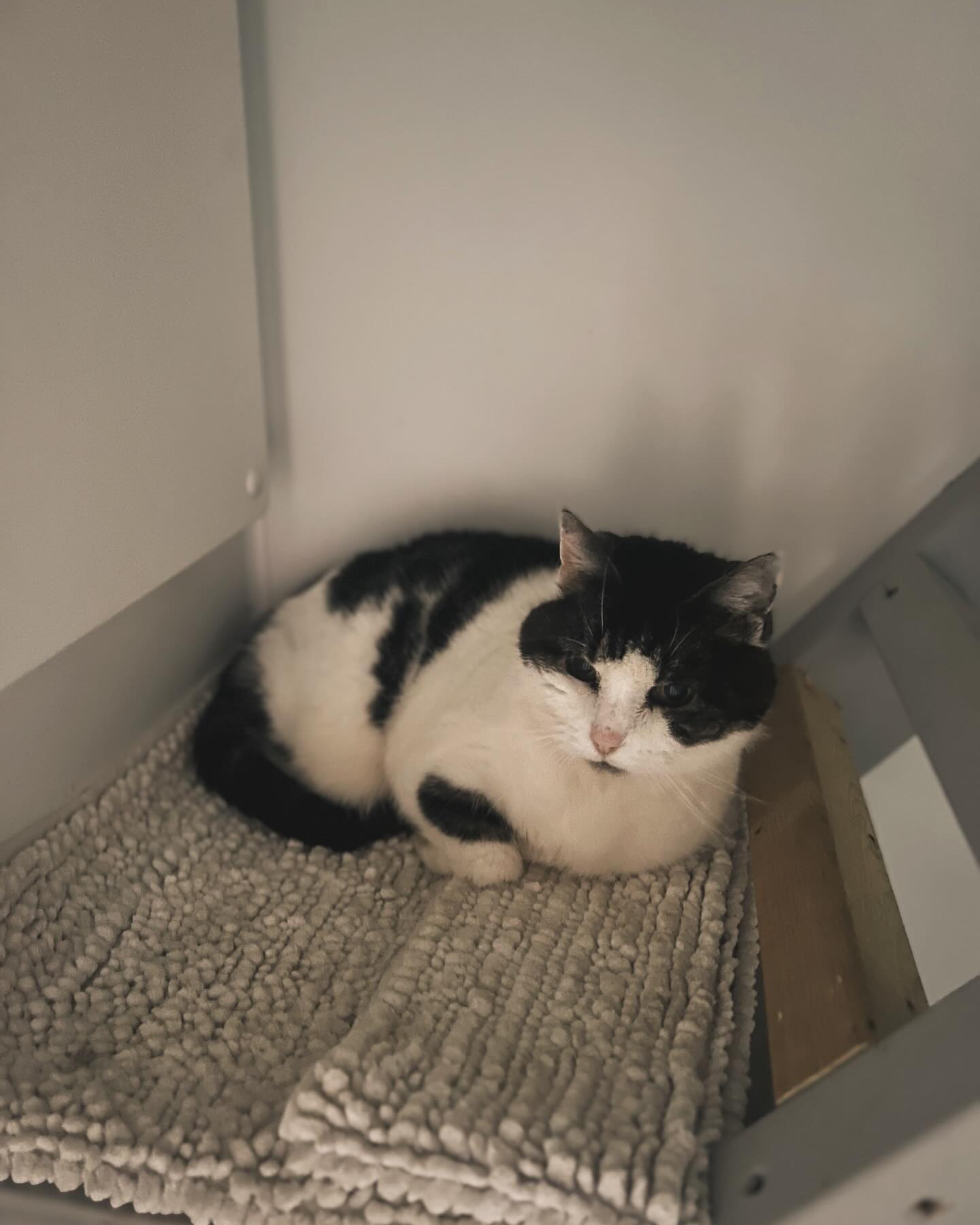 These two appreciate the luxury radiators in this π₯Ά
#luxury #luxurycattery #wintertime #goldenoldies