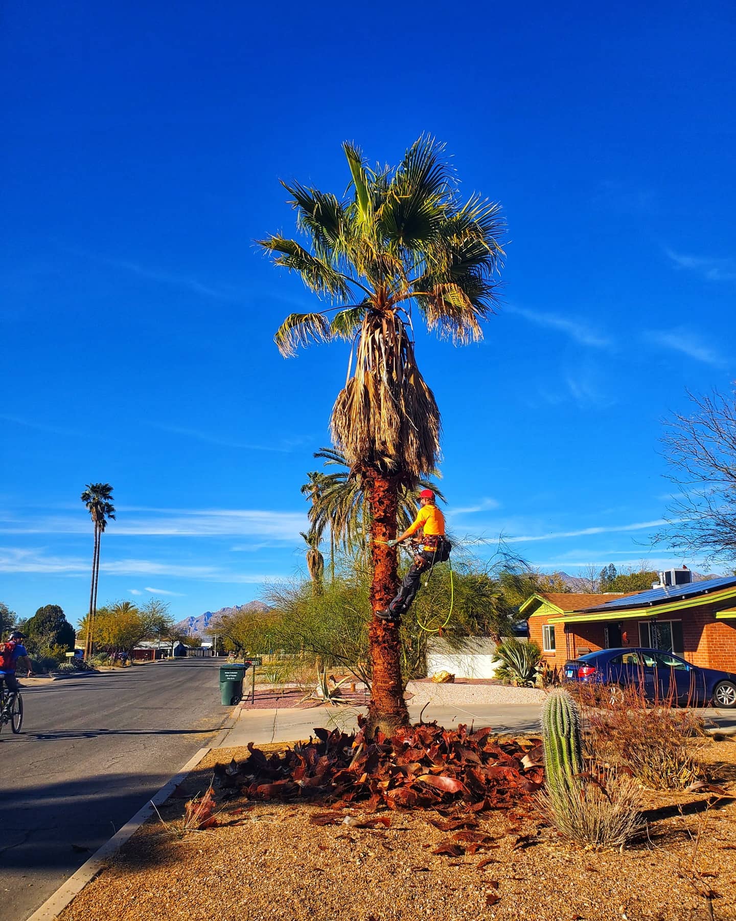 Spring cleaning definitely includes cleaning up your palm trees 🌴