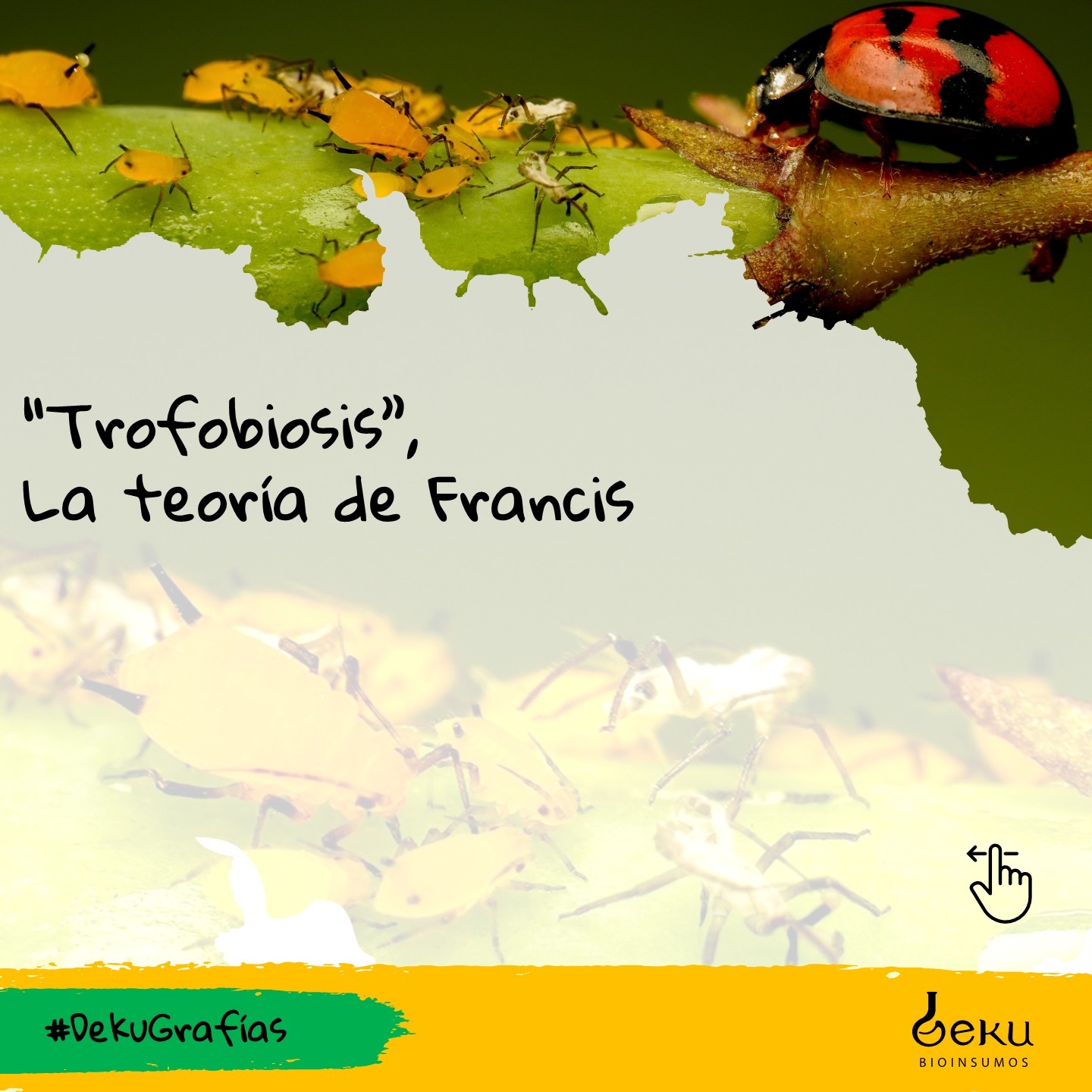 ¿Han escuchado acerca de la Trofobiosis?🦗🐛🦠
En esta #dekugrafia te contamos un poco de que trata. A nosotros nos ayudó a comprender un poco más el comportamiento de nuestro entorno🌿.
💡Si te interesa conocer más acerca de este tema, puedes visitar el blog en nuestra bio.
#blog #plagas #trofobiosis #ecologia