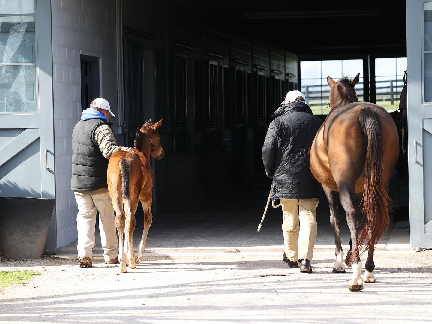 Our Hard Spun - Mare and Cher colt learning to be a little less of a heathen and walk like a proper citizen. #thoroughbred #brownsteadbred #kybred #brownsteadfarm
