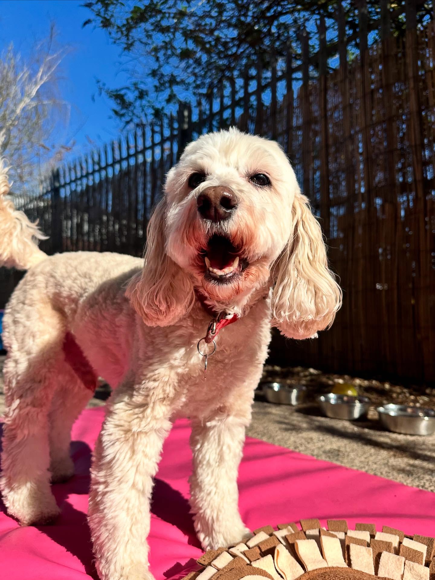 @janerattigan βοΈ we are summer ready π«Ά#doggydaycare