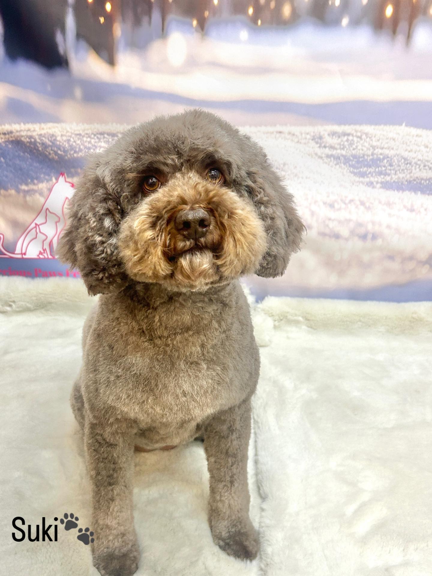 26/03/26 Suki was incredible today and left looking stunning as always 😁🐶🥰
#cute #cockapoolove #love #doggrooming #foryou