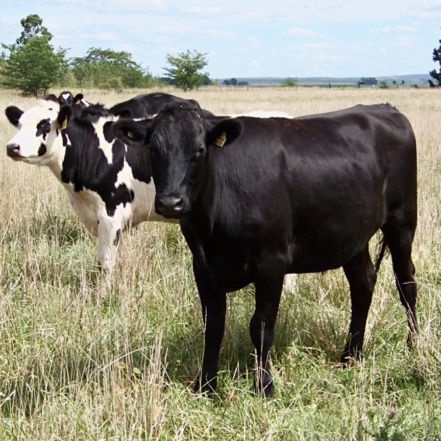 Tanto en el contexto Local e internacional, hoy existe una alta demanda de carne y las lecherías que son grandes productoras de terneros tienen la oportunidad de ayudar a satisfacer esta demanda.
Novillo Wagyu x Holstein
Dentro de este esquema beef on dairy, la raza Wagyu puede ser una opción. Su principal atractivo es el potencial de marmoleo y la calidad de carne, añadiendo dicho atributo a las razas lecheras, esta combinación puede apuntar a un producto PREMIUM de nicho.