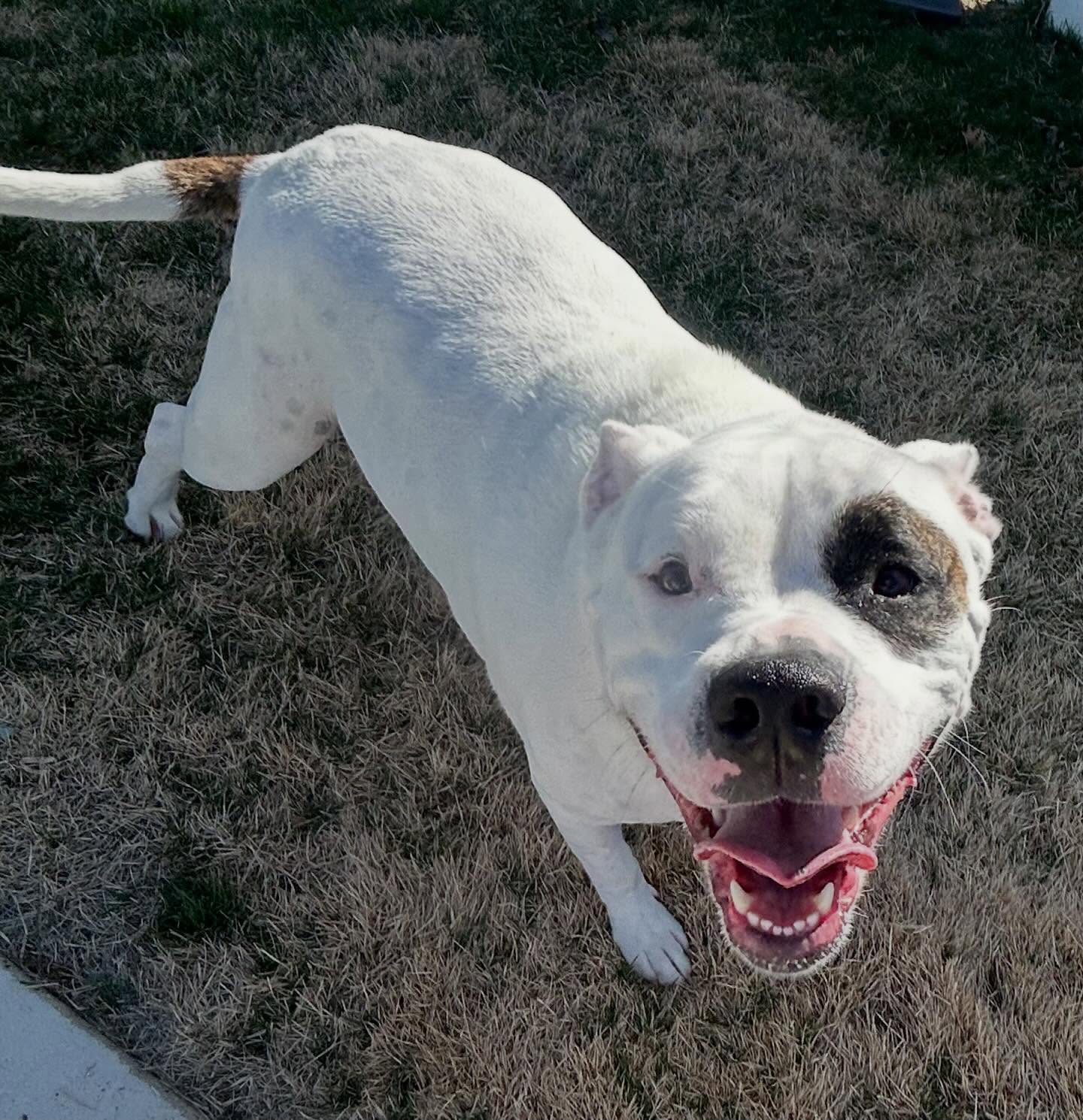 Happy #tongueouttuesday from Petey, one of the happiest dudes we know!! ๐๐พ