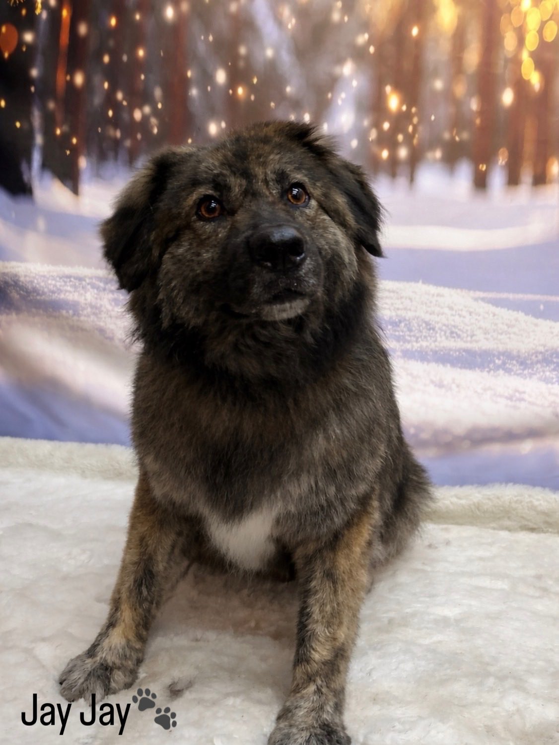 19/03/26 These adorable pups totally shone during their grooming session and we wouldn’t trade it for the world 🐾🥰