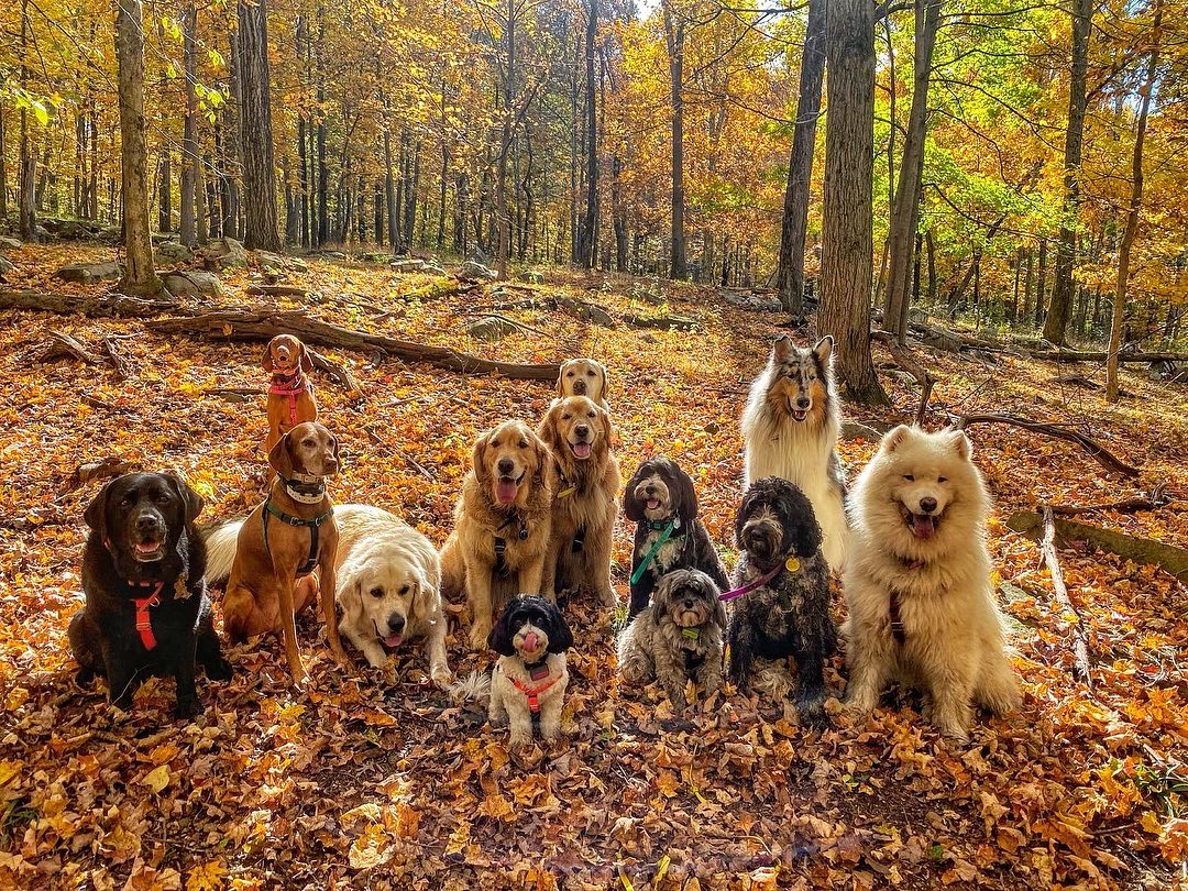 Autumnatic Magic 🪄🧡🍂