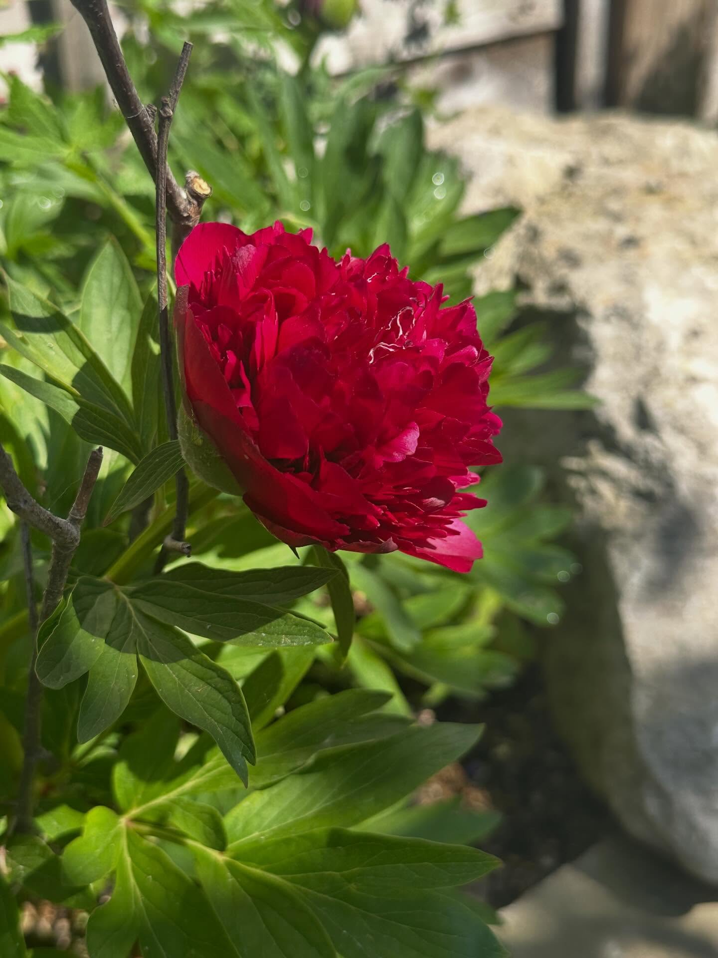 🍏 We all have special plants in our garden. A gift from a friend, a commemorative rose. Plants live on after loved ones are gone and the earthly calendar reminds us that life is both transient and continuous.
This is great Auntie Lizzie’s peony, then my Mum’s peony and now mine. It’s moved from garden to garden and I await those glorious blooms this Spring.
Designing gardens isn’t always about out with the old and in with the new. Mature plants bring structure and presence to a space and those special blooms provide continuity from old to new.
Every garden has an intrinsic sense of place whether that’s the wider landscape, the street, or the plants that have seen many different residents come and go.
Good design considers and enhances that sense of place, and the unity between old and new.
If you are looking to redesign your garden this year let’s chat about how we can celebrate all that brings you joy and let that lead the way to a garden that works for you today, tomorrow and well into the future.
@bramleyapplegardendesign #gardendesigneressex #gardendesignerhertfordshire #gardendesignideas #plantingdesigner #gardendesignercambridgeshire