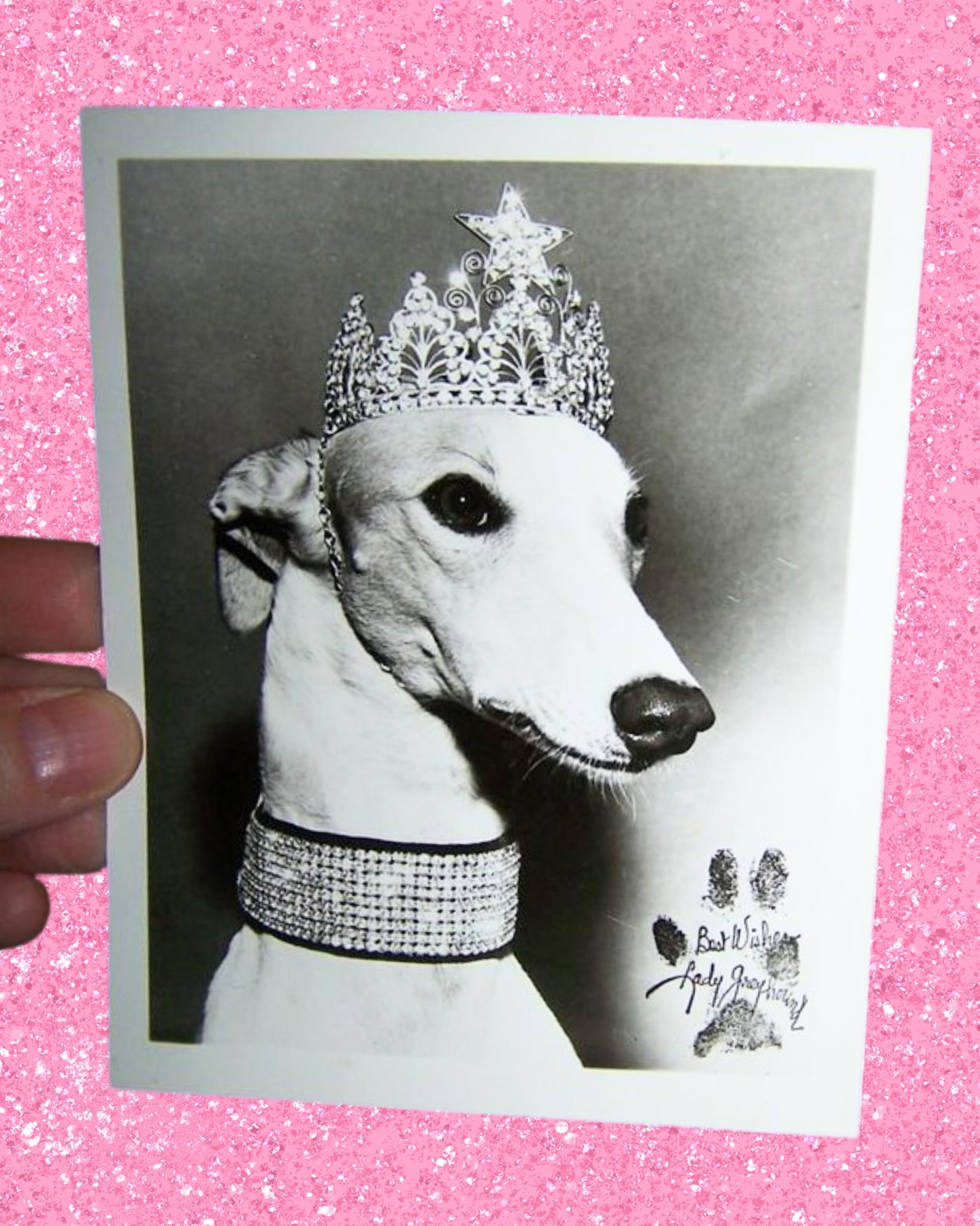 Greyhound buses have been running in the US since the 1920’s but as car ownership surged in the 1950’s they knew they had to pull something pretty special out of the bag to compete - enter ✨Lady Greyhound✨
Often seen wearing a silk personalised coat and a diamanté tiara, the white/gold pure bred pooch soon become their mascot nationwide. She would officiate the opening of new bus terminals, biting through ribbons made of biscuit - her own spin on the traditional ribbon cutting ceremony.
At the 1964 New York World’s Fair, Greyhound ran the shuttle buses and hosted their own pavilion and Lady was the star of the show hosting her own fashion show and a meet and greet where fans could get her “pawtograph”.
Alongside her brand work she also dedicated much of her time to philanthropy visiting hospitals and nursing homes.
In 1966 at 9 years old, Lady Greyhound retired living out the rest of her days with her manager Lorraine D’Essen.
RIP Lady Greyhound 👑
#greyhound #ladygreyhound #diva #greyhoundpuppy #worldsfair