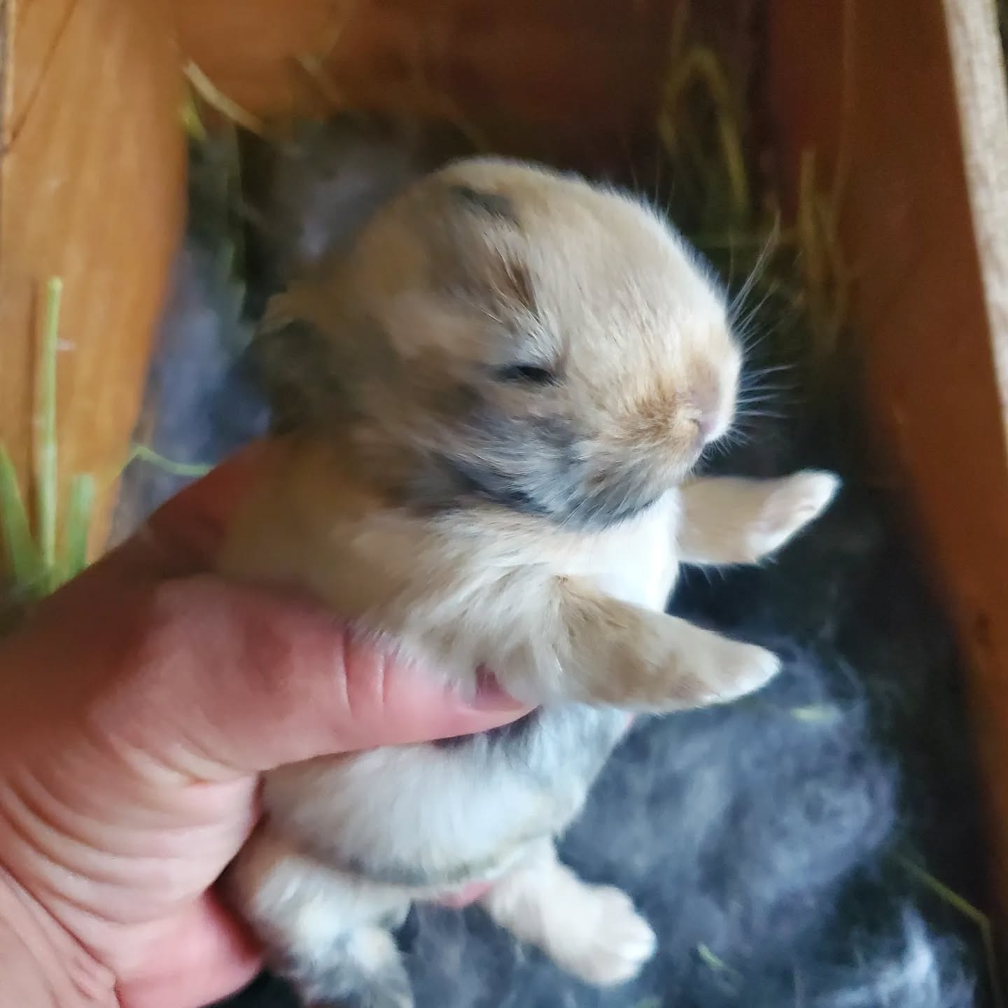 The Holland Lop babies are growing and their eyes are opening.
www.mysticmoonlightfarm.com
#mysticmoonlightrabbits #mysticmoonlightfarm #rabbitlitter #rabbitbreeder #rabbits #rabbitsofinstagram #babybunnies #babybunniesofinstagram #bunniesofinstagram #bunnies #bunnylife #rabbitlove #hollandlop #hollandloprabbit #hollandlopbunny #hollandlopbabies