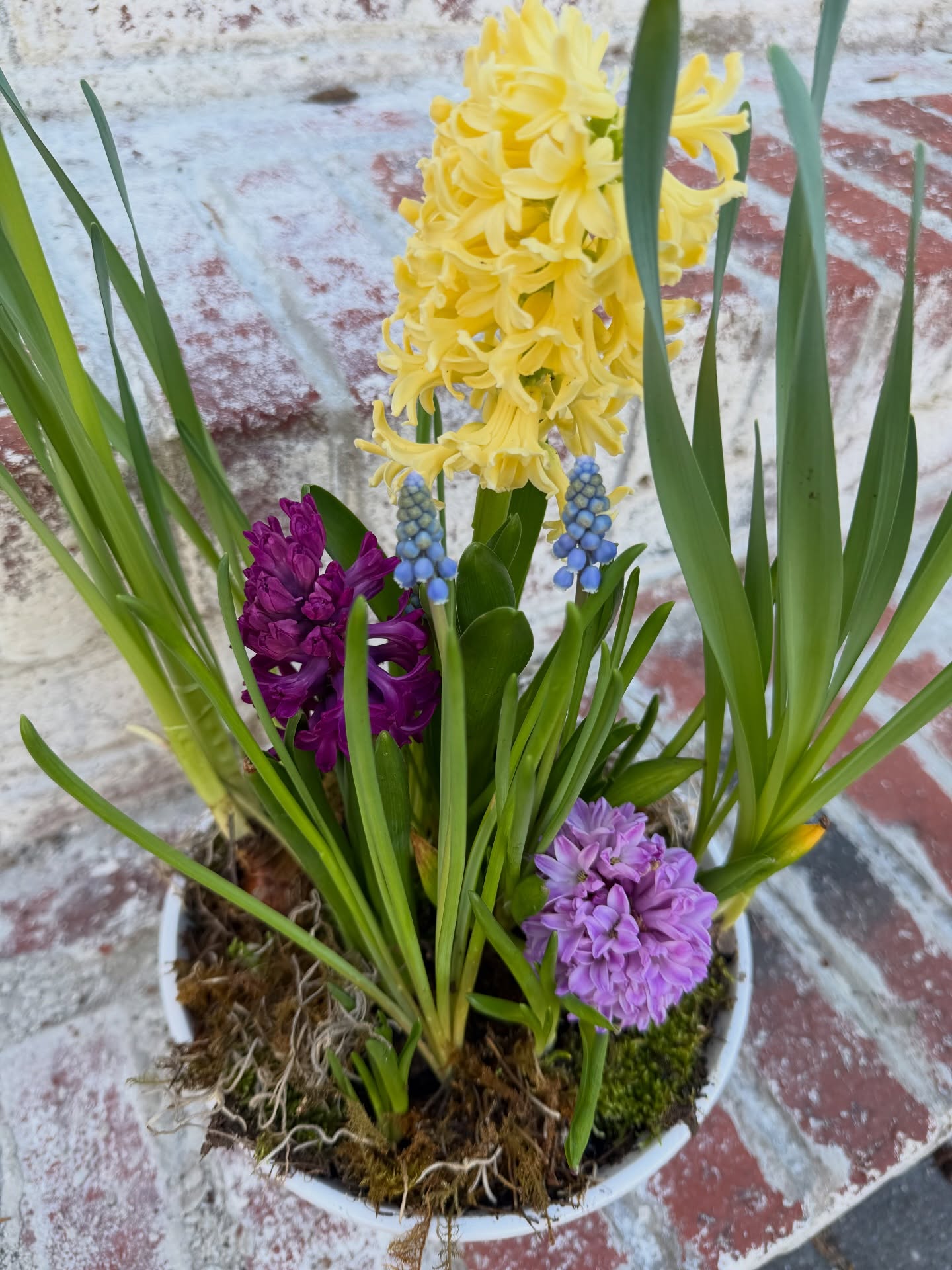 Arranging and decorating for Springtime with pre-sprouted bulbs: Indoors and out if you did not plant your bulbs last Autumn you can still have the beauty of Springtime blooms with pre-sprouted bulbs. These beauties have been chilled in our flower cooler and sprouted in our hot house to bloom in time for Early Spring and Easter arrangements. Choose a lovely bowl or flower pot and fill with a little bit of pea gravel, marbles, or sea glass for drainage, then top with your bulbs and optional potting soil. Finish with a bit of moss for a natural look that helps to keep the roots of your bulbs moist! Bravo! A beautiful indoor bulb display 🐣🌷❤️ #easterdecoration #localflowers #springtimevibes
