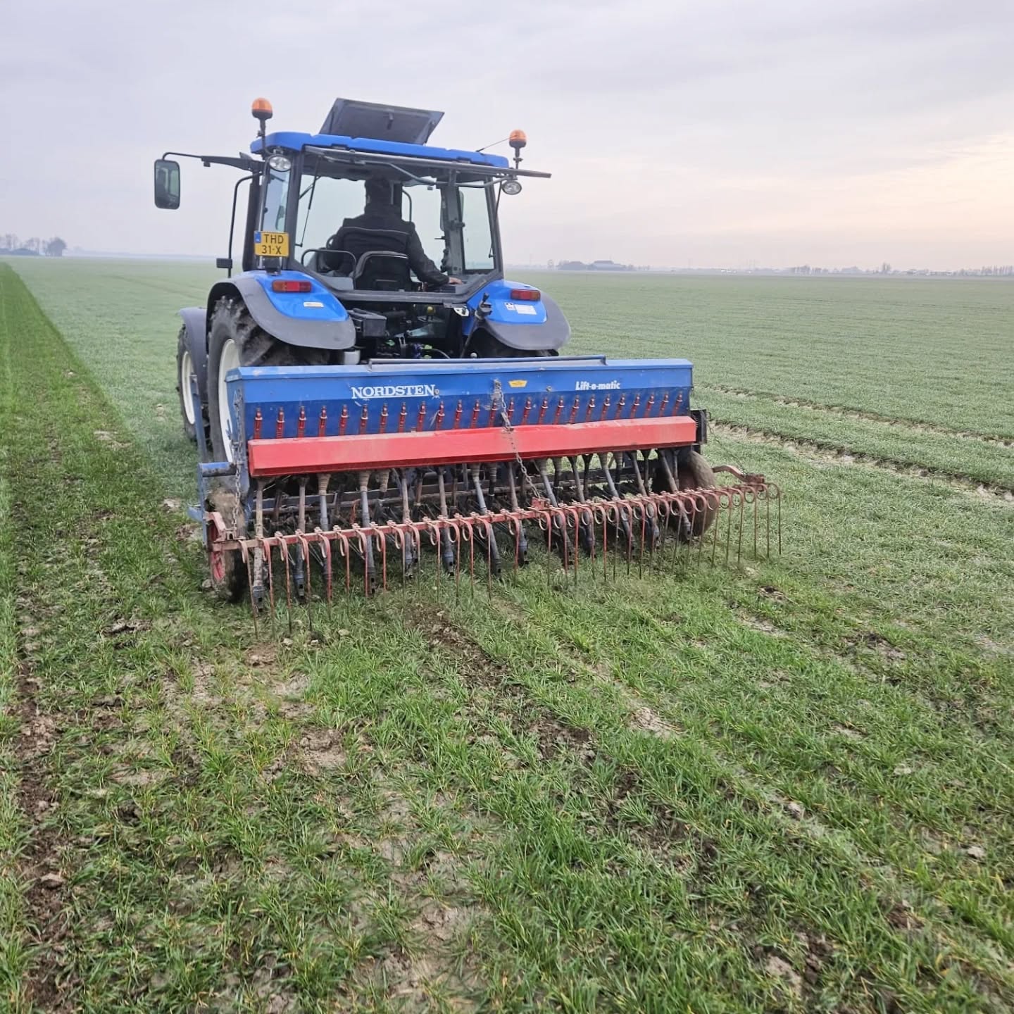 Geluk🍀
Deze week hebben we, voor ons, iets nieuw geprobeerd. In oktober hebben we wintertarwe gezaaid en die staat inmiddels prachtig te groeien en daar doorheen hebben we nu rode klaver gezaaid🔴☘️
We doen dit om de biodiversiteit te verhogen en stikstof vast te leggen voor het gewas wat na de wintertarwe komt♻️
Op de wortels van de klaver groeien namelijk stikstofknolletjes die met behulp van bacterieën stikstof uit de lucht vastleggen in de grond🦠🔂
Naast deze voordelen zitten er ook wat risico's aan, de klaver kan zo goed groeien dat deze de tarwe overwoekerd en de klaver kan de oogst van wintertarwe bemoeilijken als hij te te lang wordt🤔
Kijken hoe dit bij ons gaat, de eerst gezaaide klavers zijn inmiddels al gekiemd🌱
#hoekschewaardappel
#wintertarwe2026
#onzeboerderij
#farmlife
#kombijdeboer