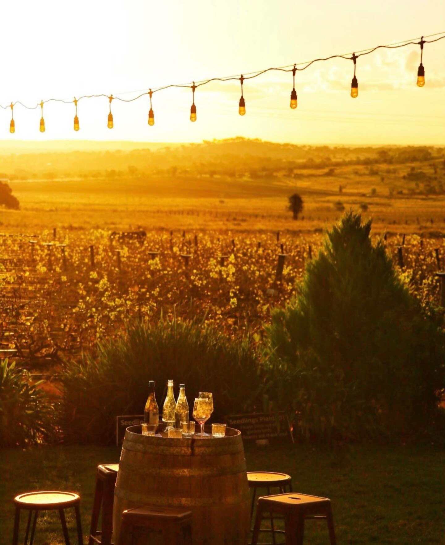 Autumn in the vineyard—our favourite time of year. The vines have done their work and now rest, as the days turn mild, the skies stretch wide and blue, and the sunsets steal the show.
